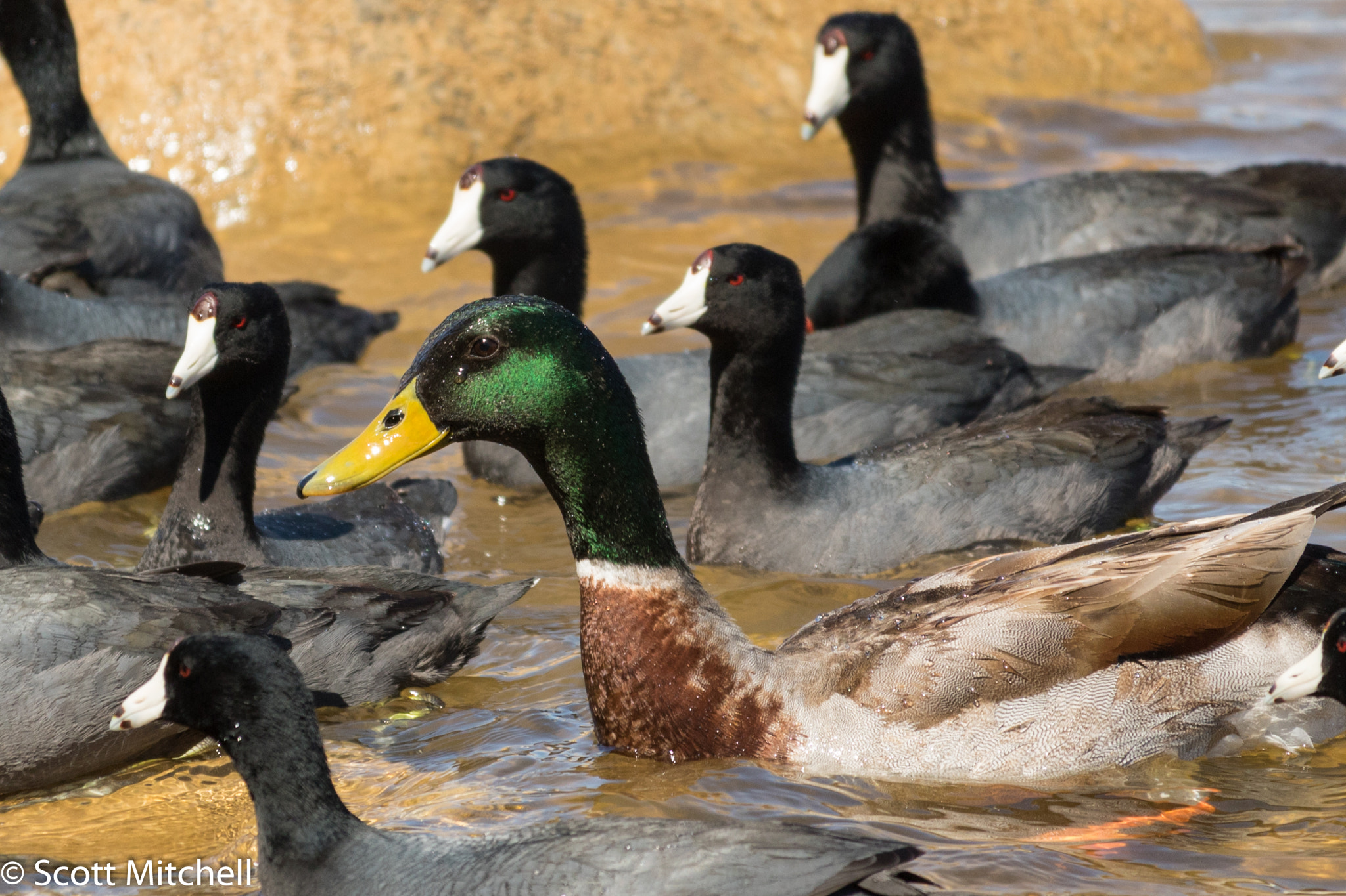 Canon EOS 760D (EOS Rebel T6s / EOS 8000D) sample photo. Mallard and minions photography