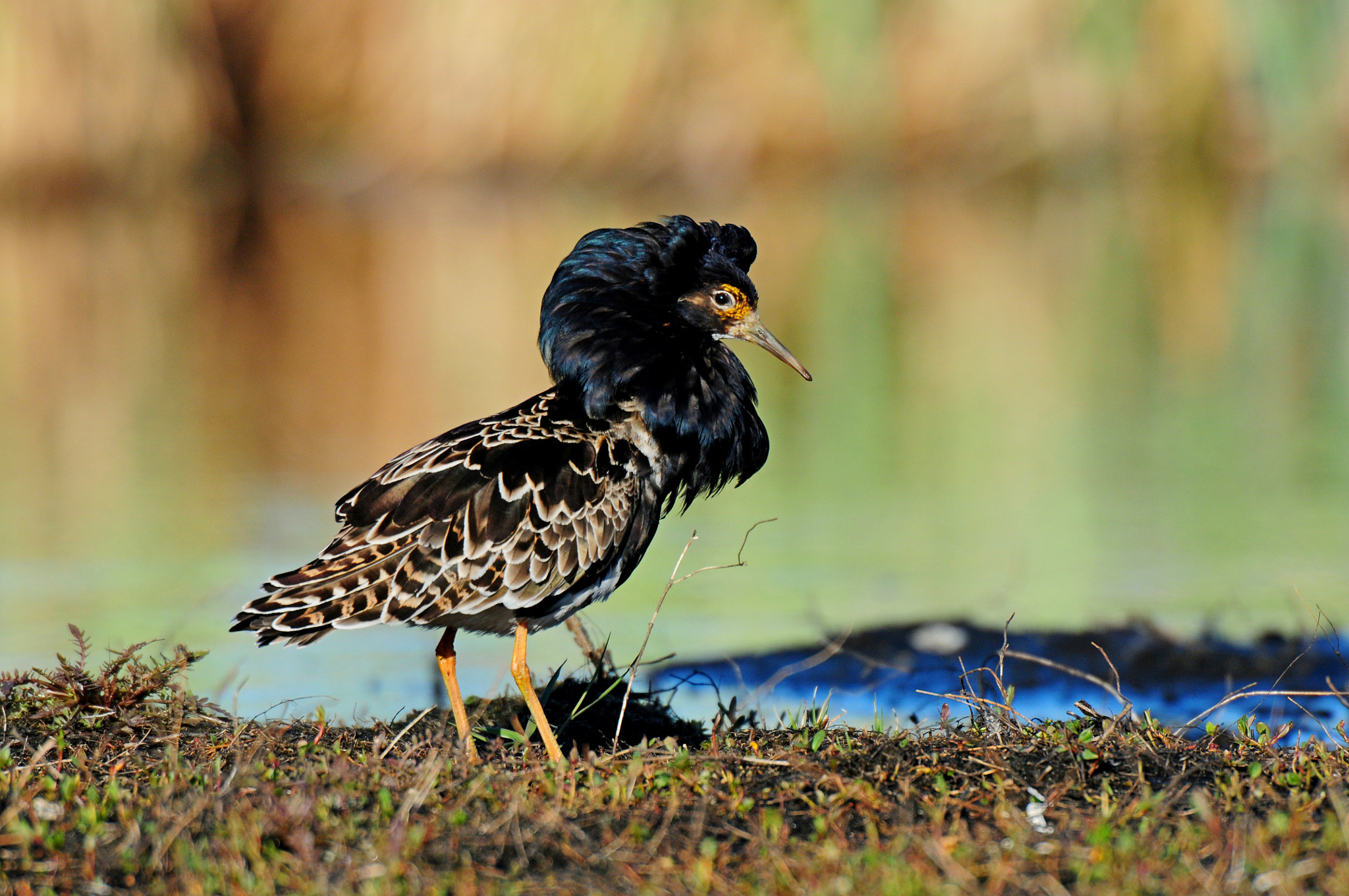 AF-S Nikkor 600mm f/4D IF-ED + TC-14E sample photo. Ruff photography