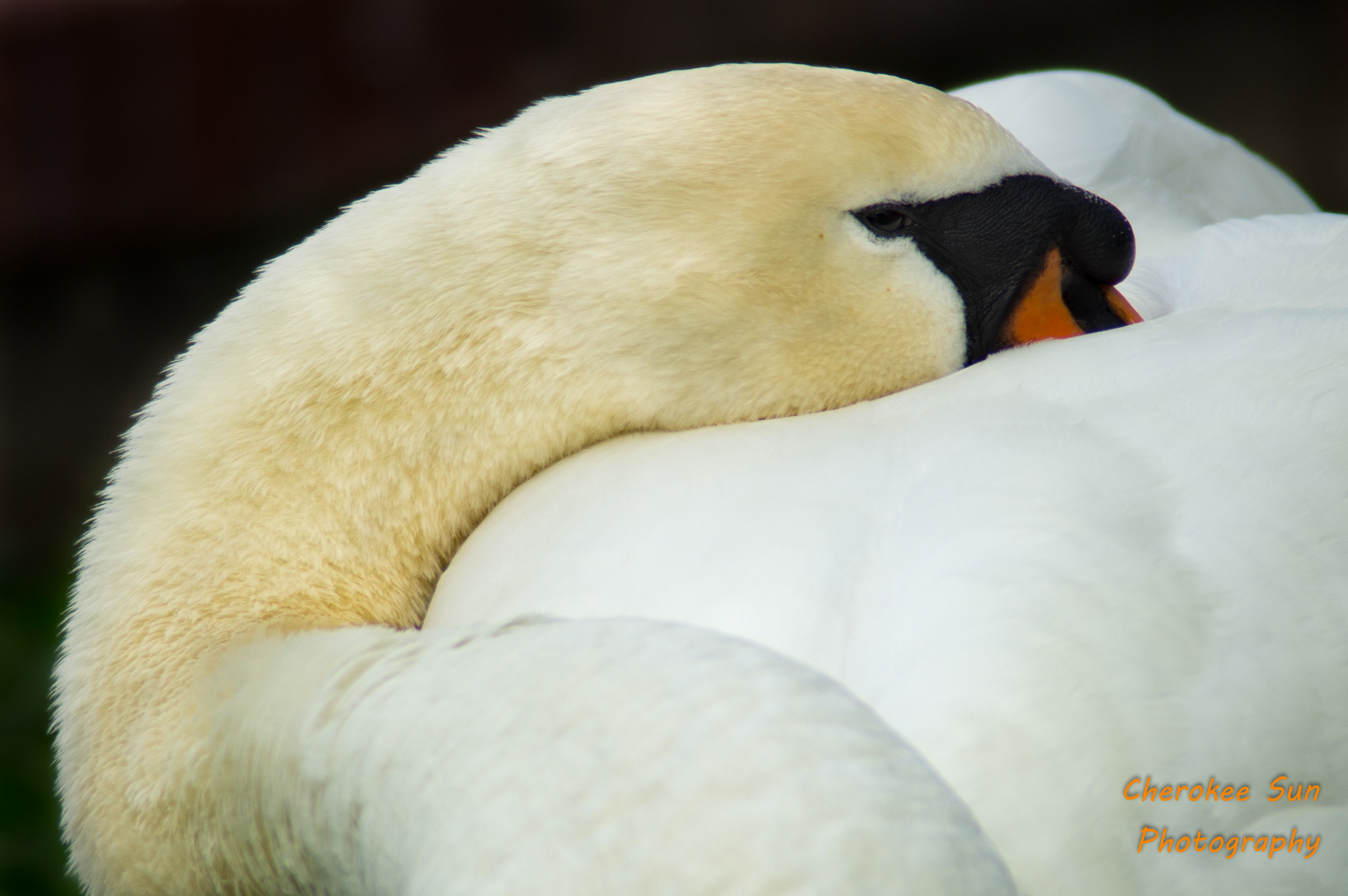 Sony SLT-A57 sample photo. Mute swan tuck photography