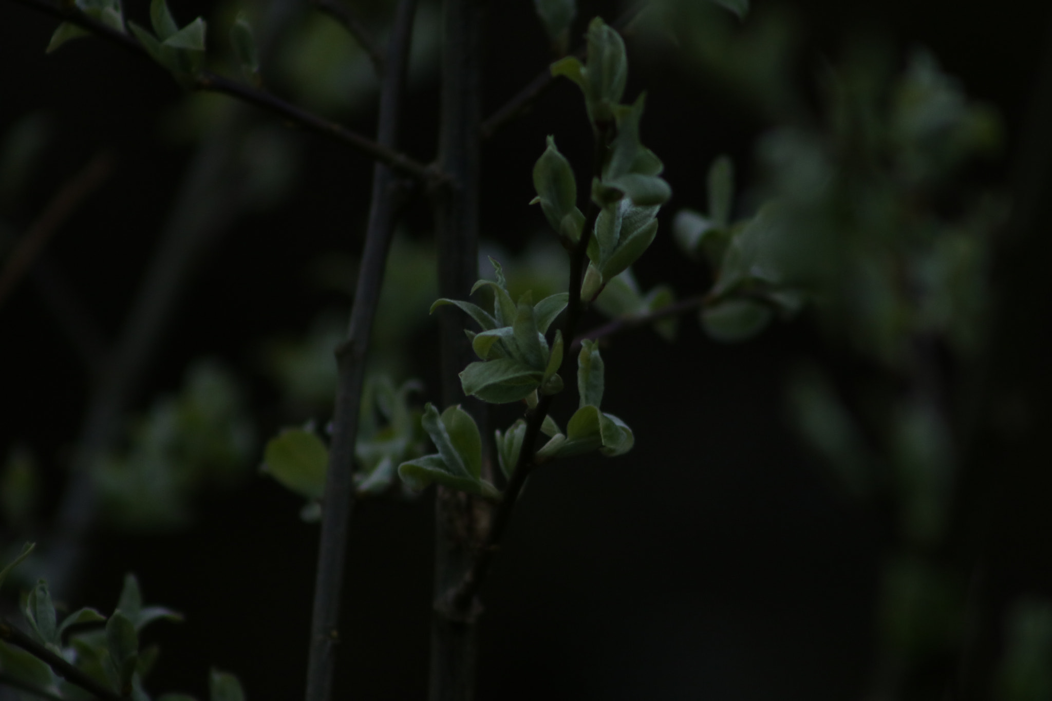 Canon EOS 760D (EOS Rebel T6s / EOS 8000D) + EF75-300mm f/4-5.6 sample photo. Dark flower photography