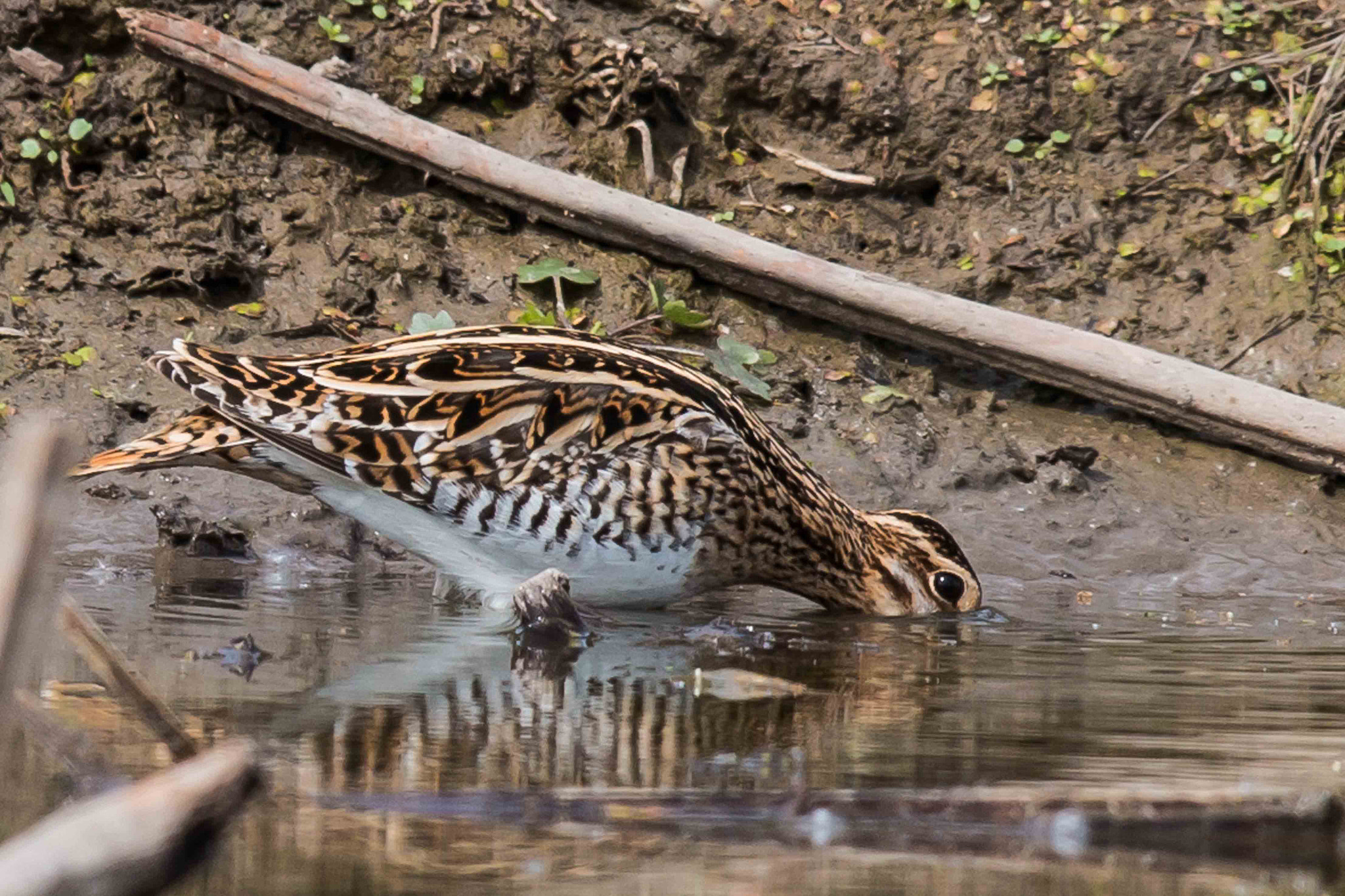 Canon EOS 70D + Canon EF 600mm F4L IS II USM sample photo. Common snipe photography