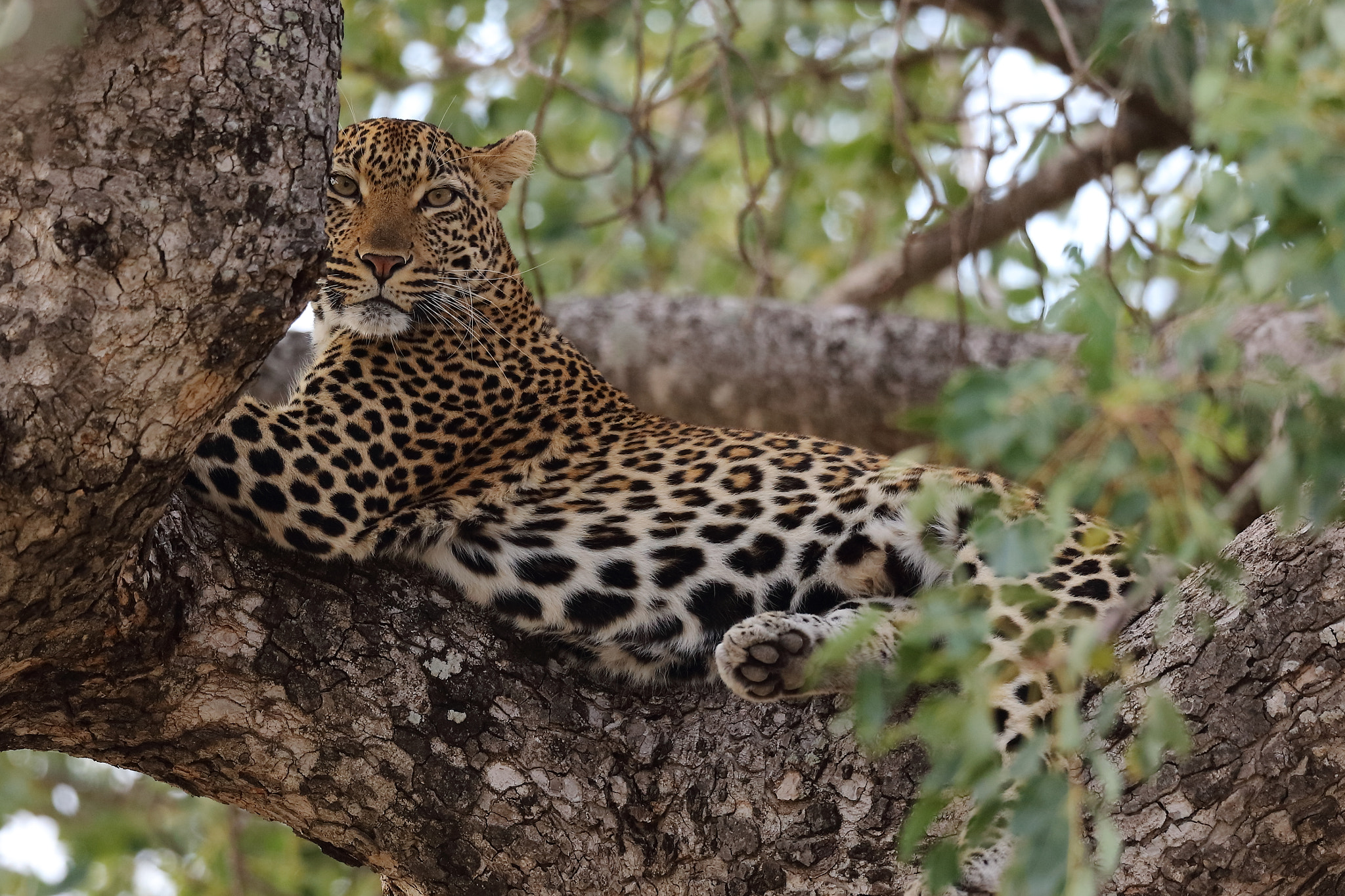 Canon EOS 5DS + Canon EF 500mm F4L IS II USM sample photo. Leopard- kruger, south africa photography