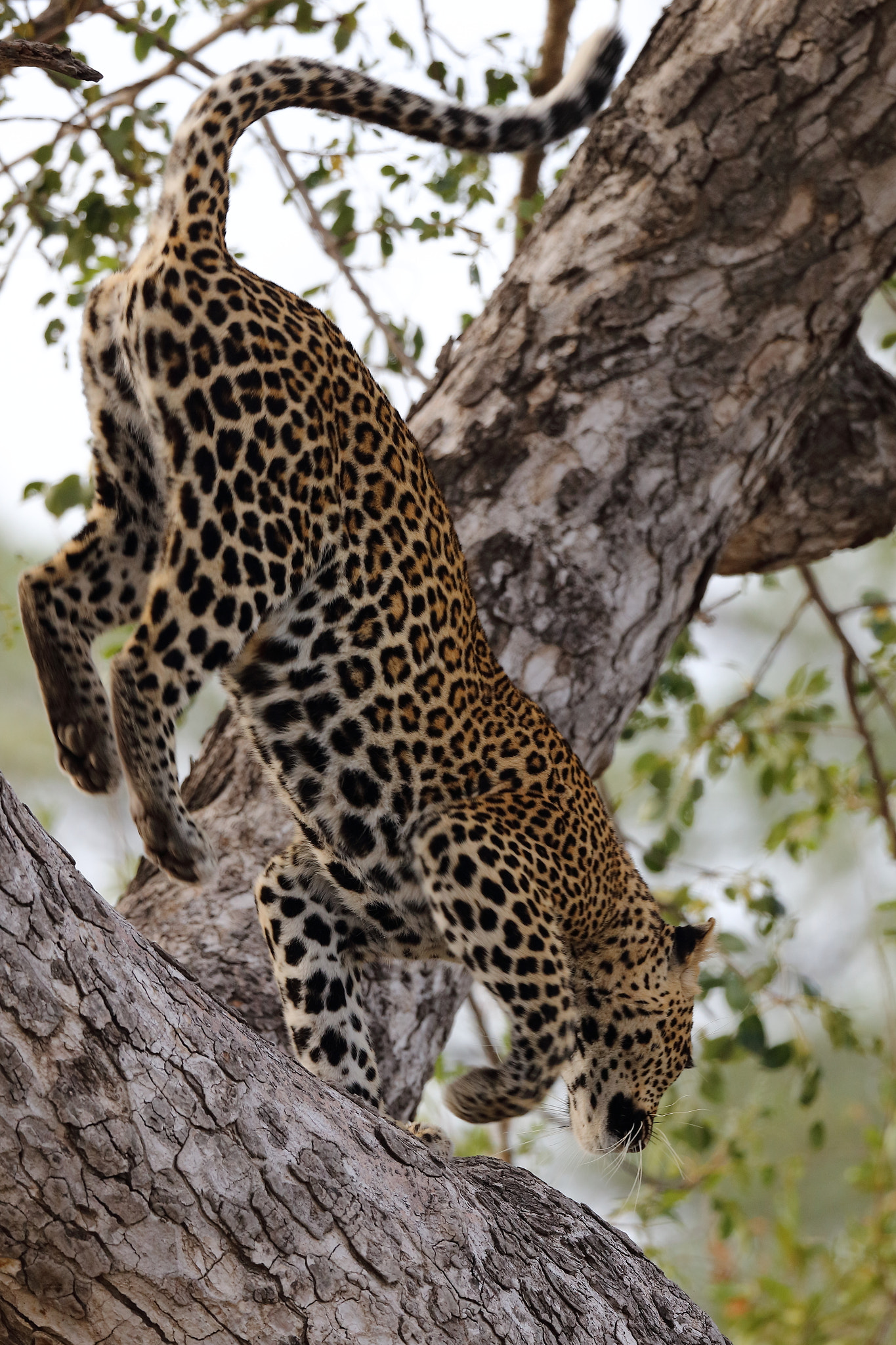 Canon EF 500mm F4L IS II USM sample photo. Leopard- kruger, south africa photography