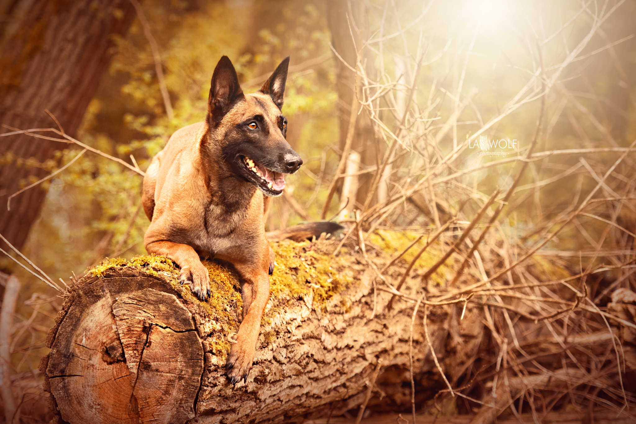 Nikon AF-S Nikkor 70-200mm F2.8G ED VR II sample photo. Ashanti posing in the woods photography
