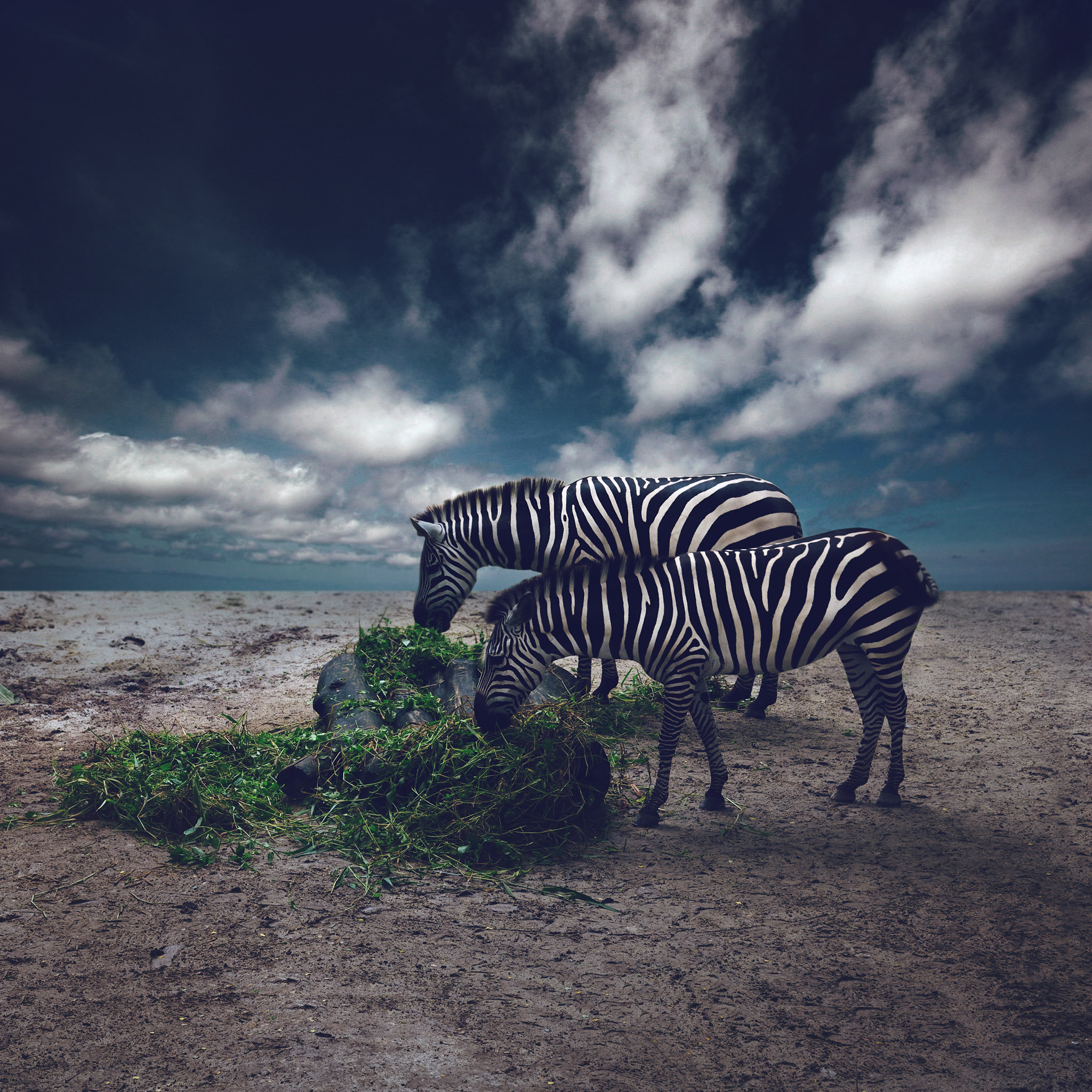 Canon EOS 30D + Canon EF-S 10-22mm F3.5-4.5 USM sample photo. Zebras photography