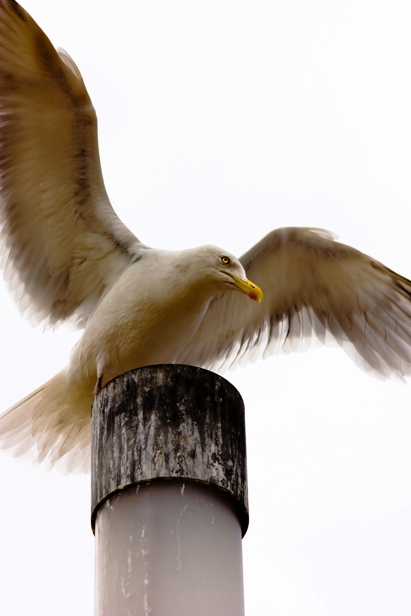 Canon EOS 450D (EOS Rebel XSi / EOS Kiss X2) + Sigma 105mm F2.8 EX DG Macro sample photo. Seagull photography