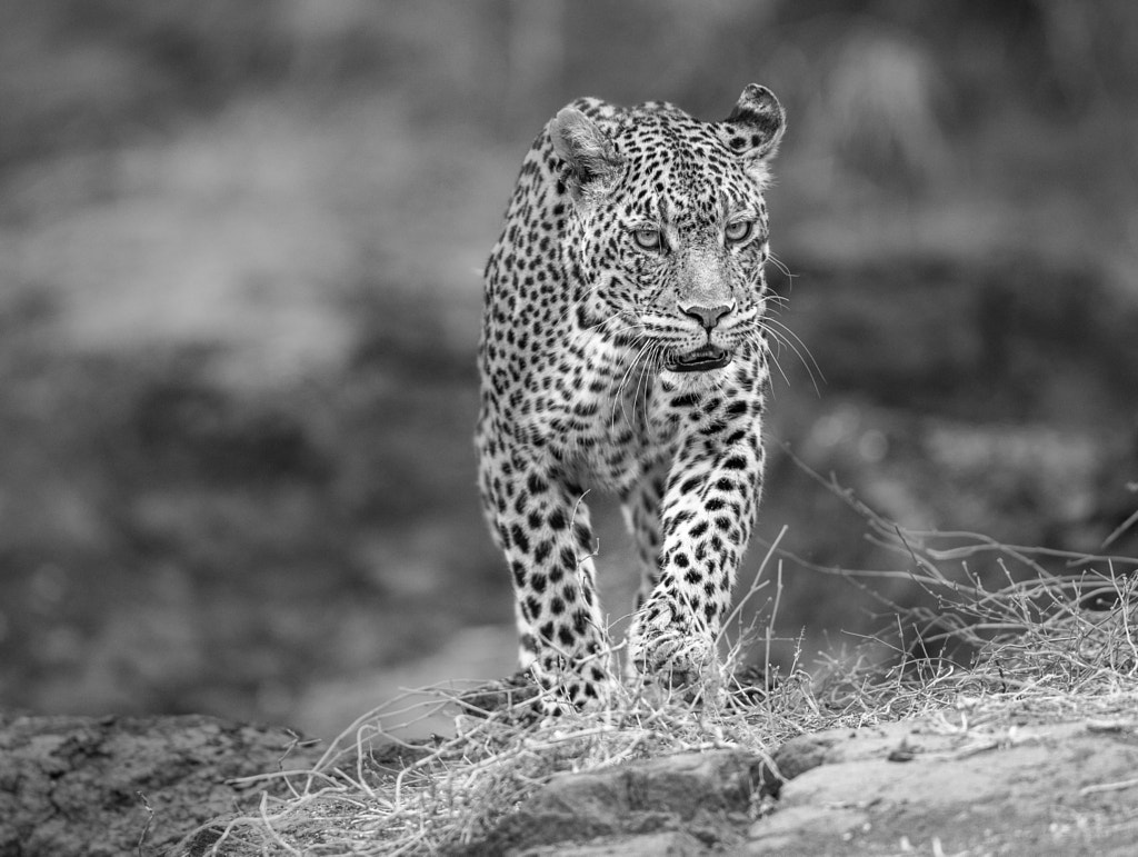 Tips And Tricks For Black And White Wildlife Photography 500px