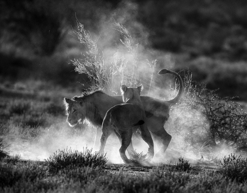 Tips And Tricks For Black And White Wildlife Photography 500px