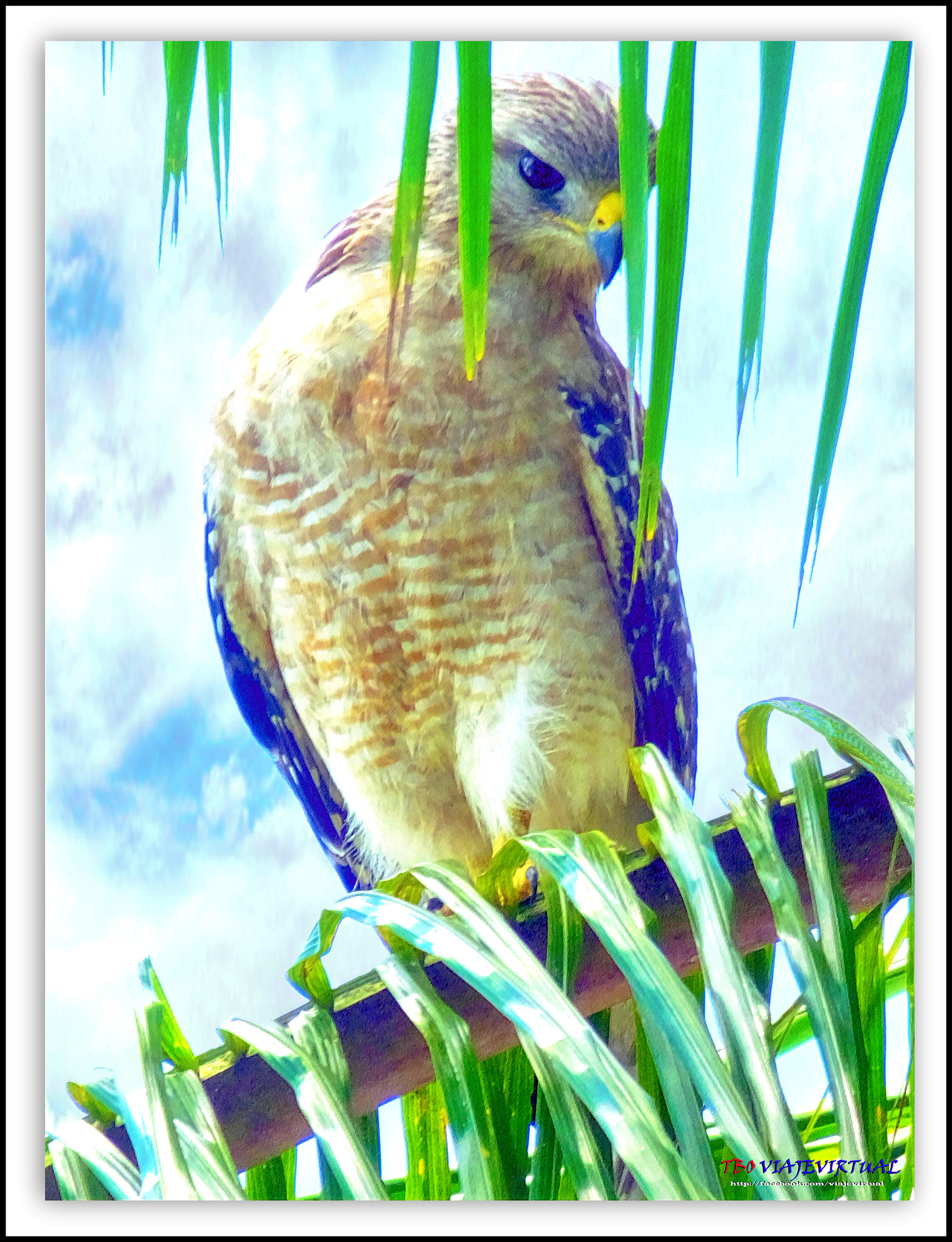 Fujifilm FinePix F850EXR sample photo. Shot-tailed hawk. buteo brachyurus photography