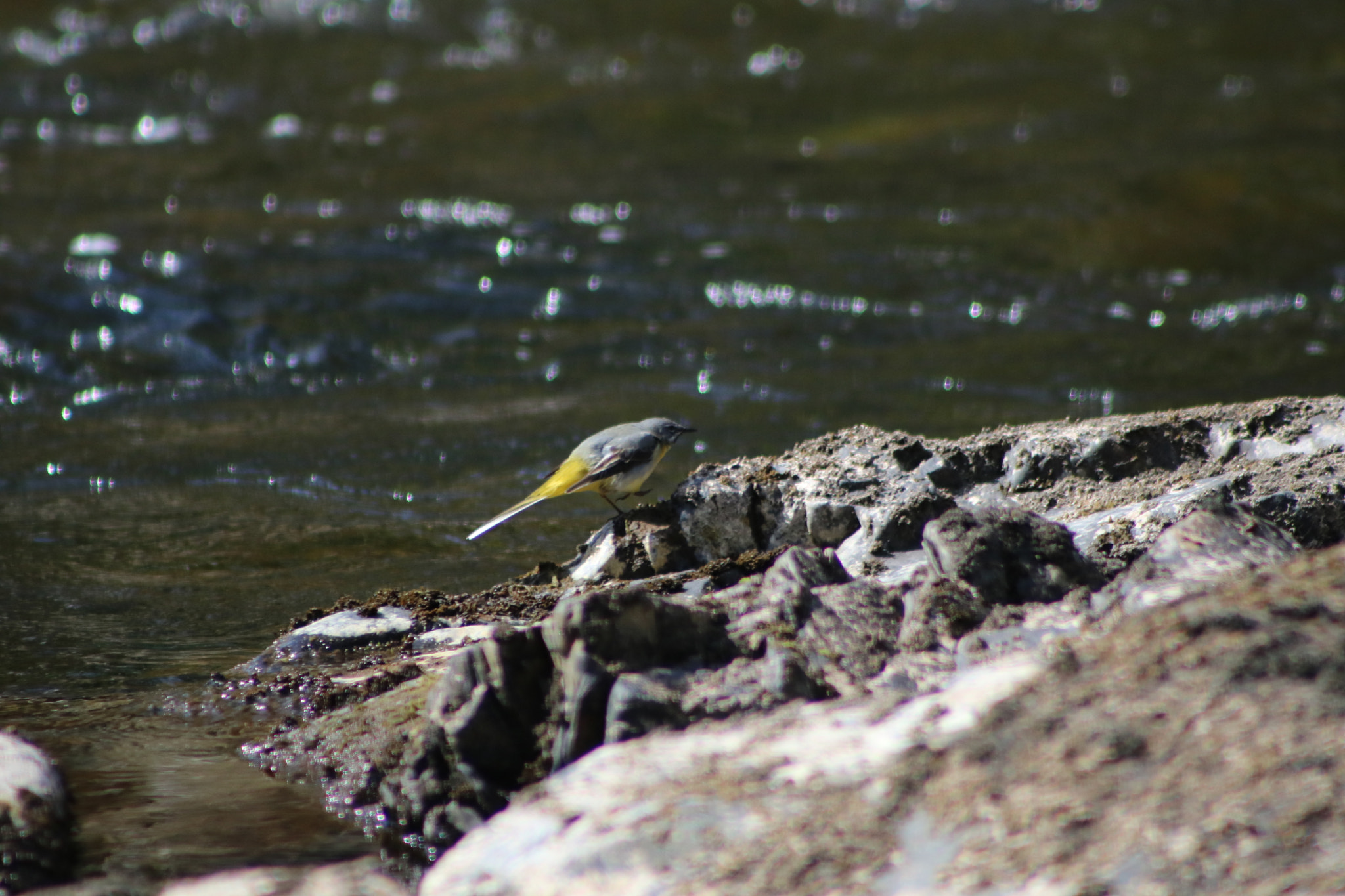 Canon EOS 760D (EOS Rebel T6s / EOS 8000D) + EF75-300mm f/4-5.6 sample photo. Grey wagtail photography
