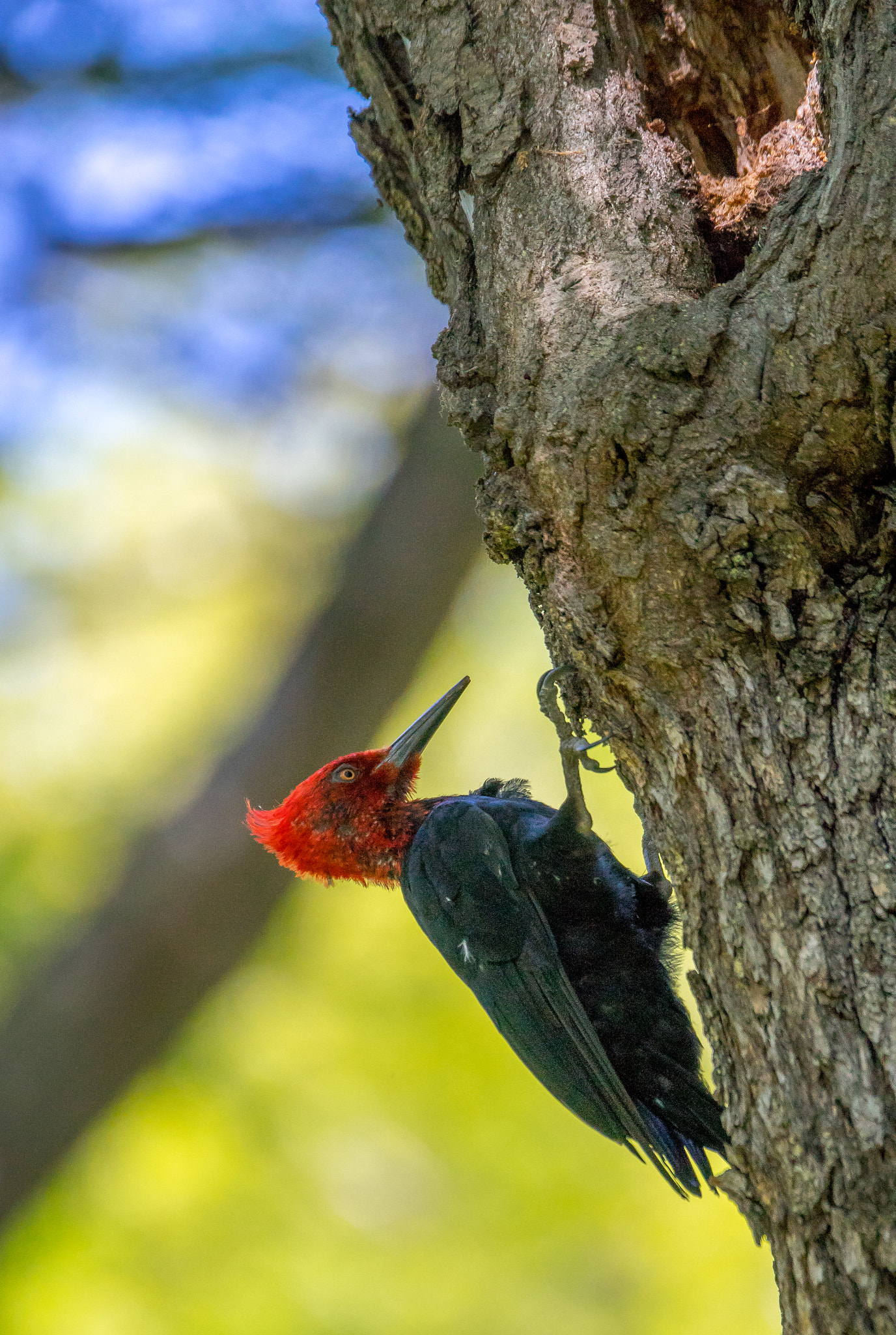 Sony a7 + Sony 70-400mm F4-5.6 G SSM sample photo. Magellanic woodpecker photography