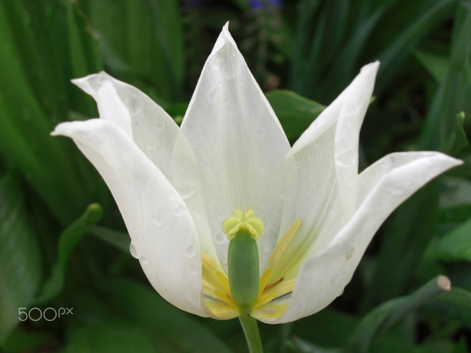 CASIO EX-Z1050 sample photo. White tulip with rain drops photography