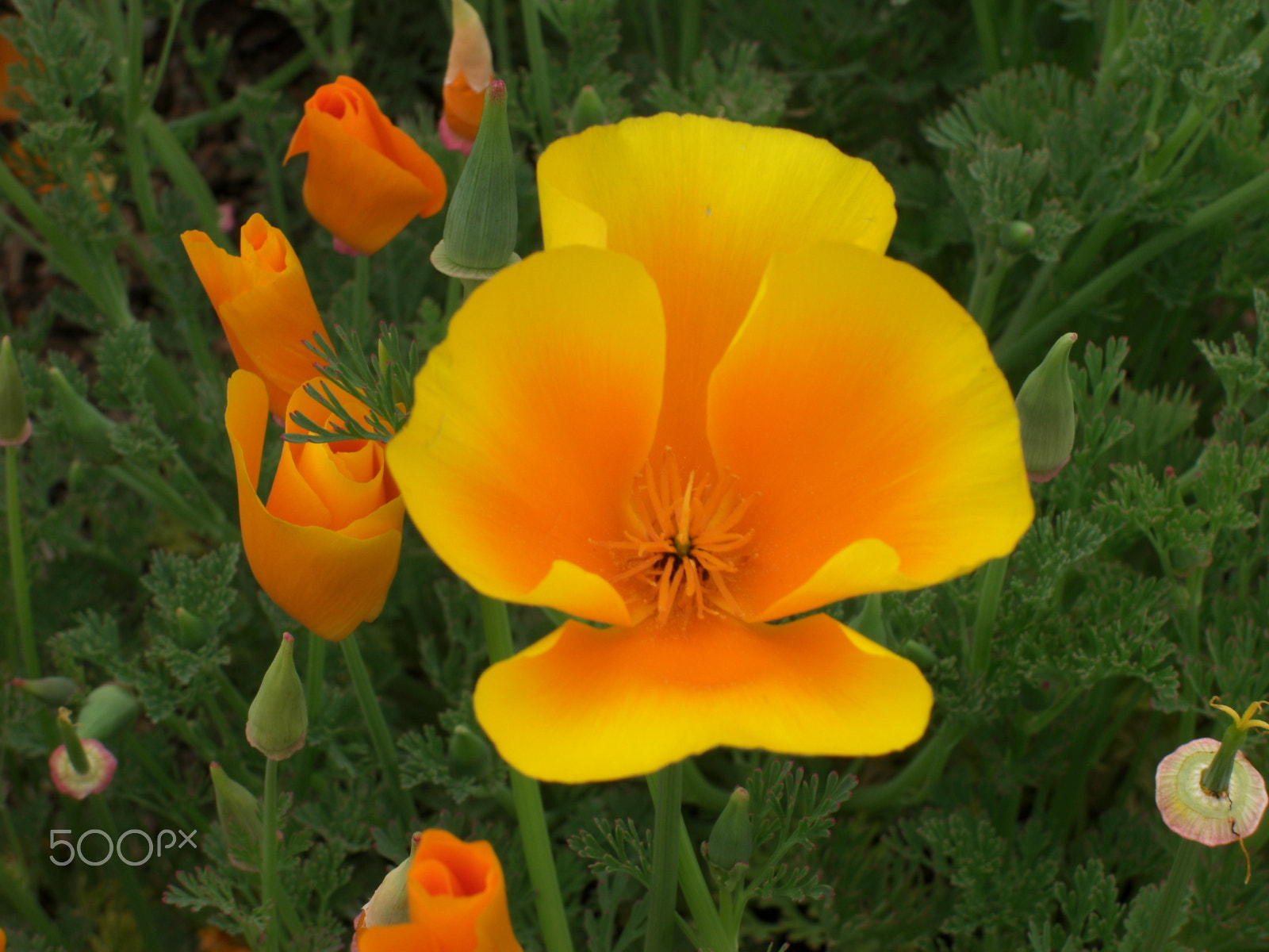 CASIO EX-Z1050 sample photo. Tulip photography