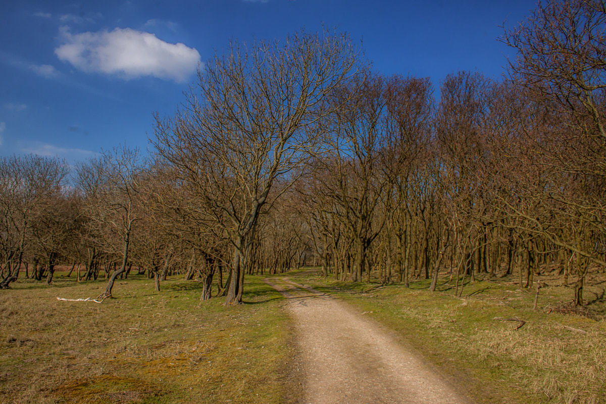 Canon EF-S 18-55mm F3.5-5.6 sample photo. Simple forest path photography