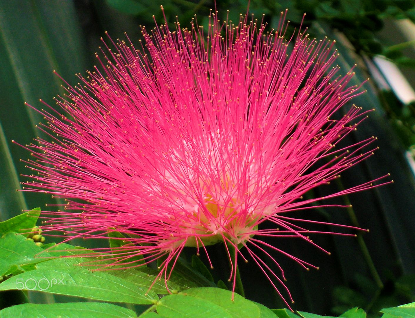 CASIO EX-Z1050 sample photo. Fireworks flower photography