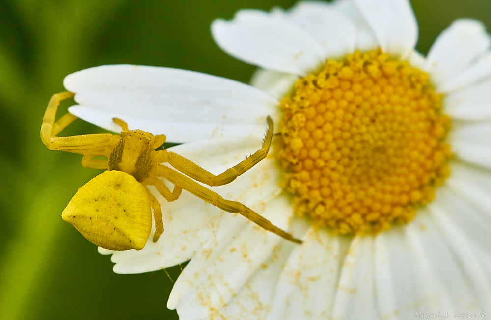 Sony ILCA-77M2 sample photo. Yellow crab spider photography