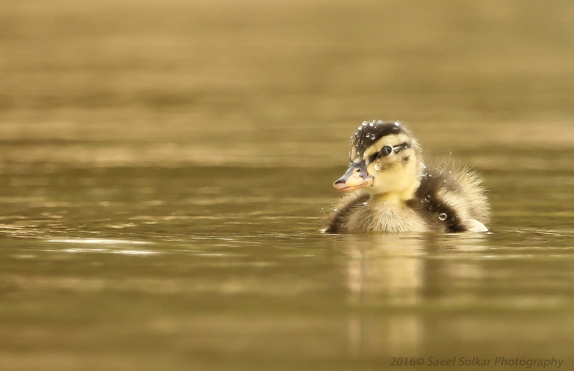 Canon EF 100-400mm F4.5-5.6L IS USM sample photo. Duck chick photography