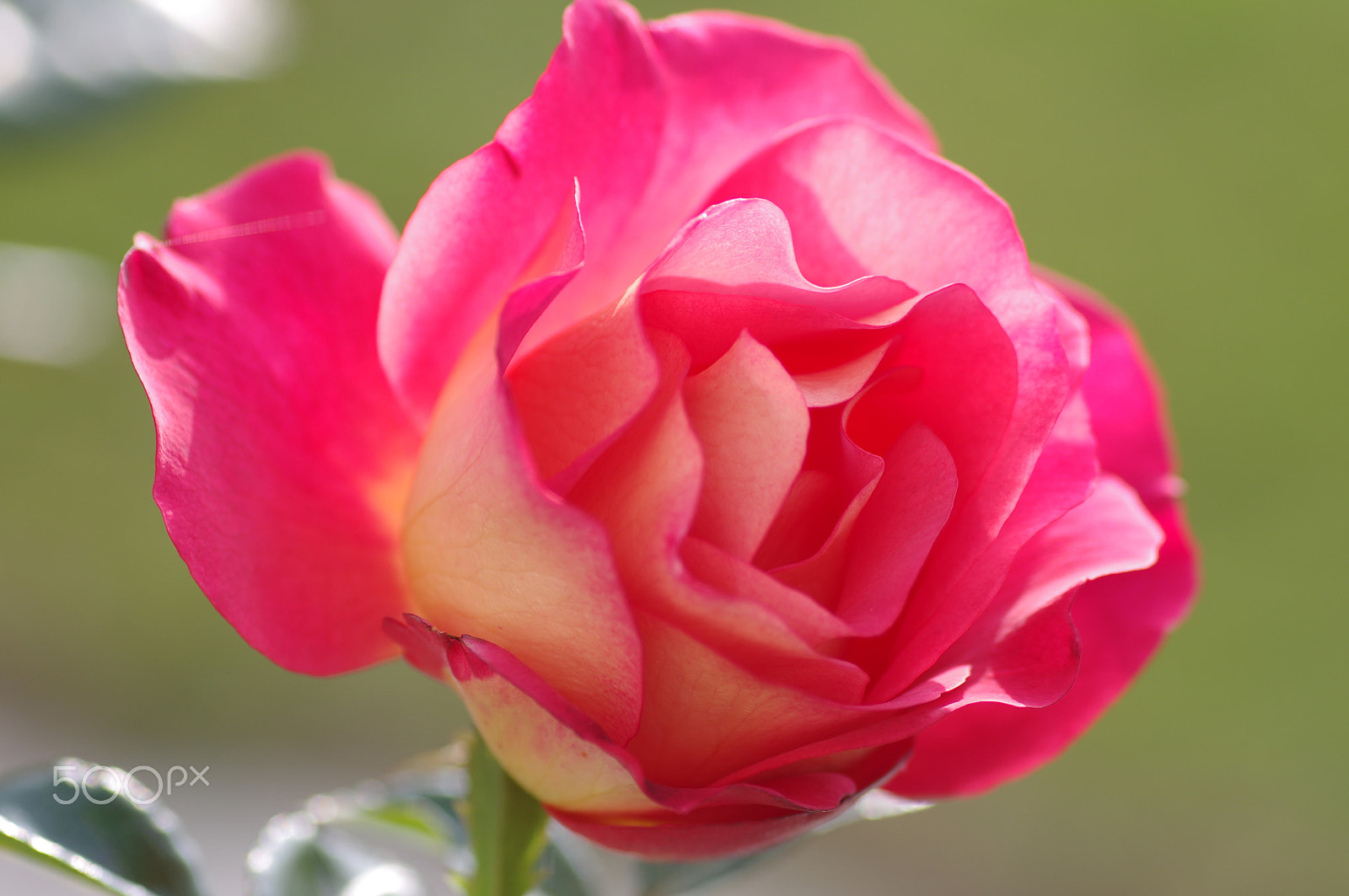 Pentax smc D-FA 100mm F2.8 macro sample photo. Pink yellow hybrid tea rose photography
