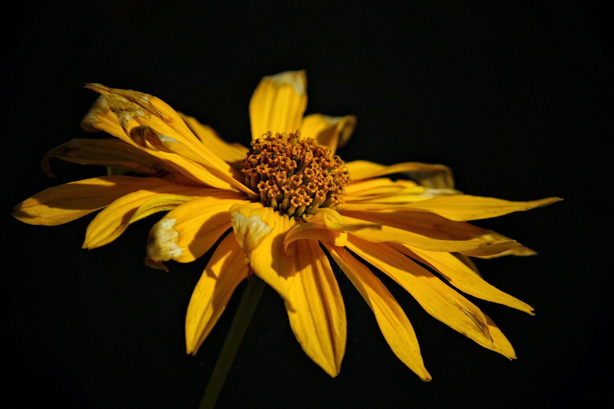 Sony SLT-A65 (SLT-A65V) + Minolta AF 70-210mm F4 Macro sample photo. Slowly fading away photography