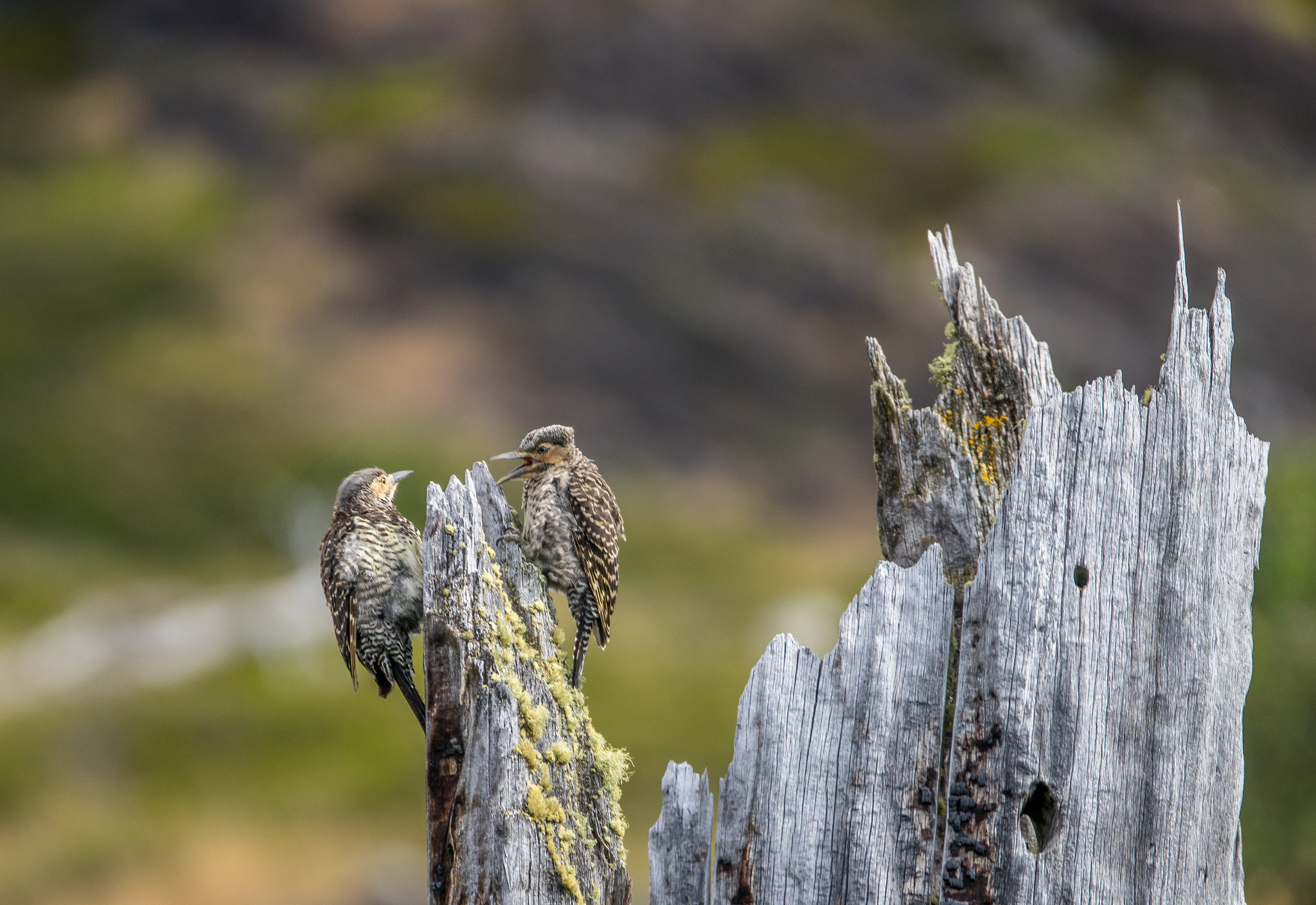 Sony a7 + Sony 70-400mm F4-5.6 G SSM sample photo. Birds having a chat photography