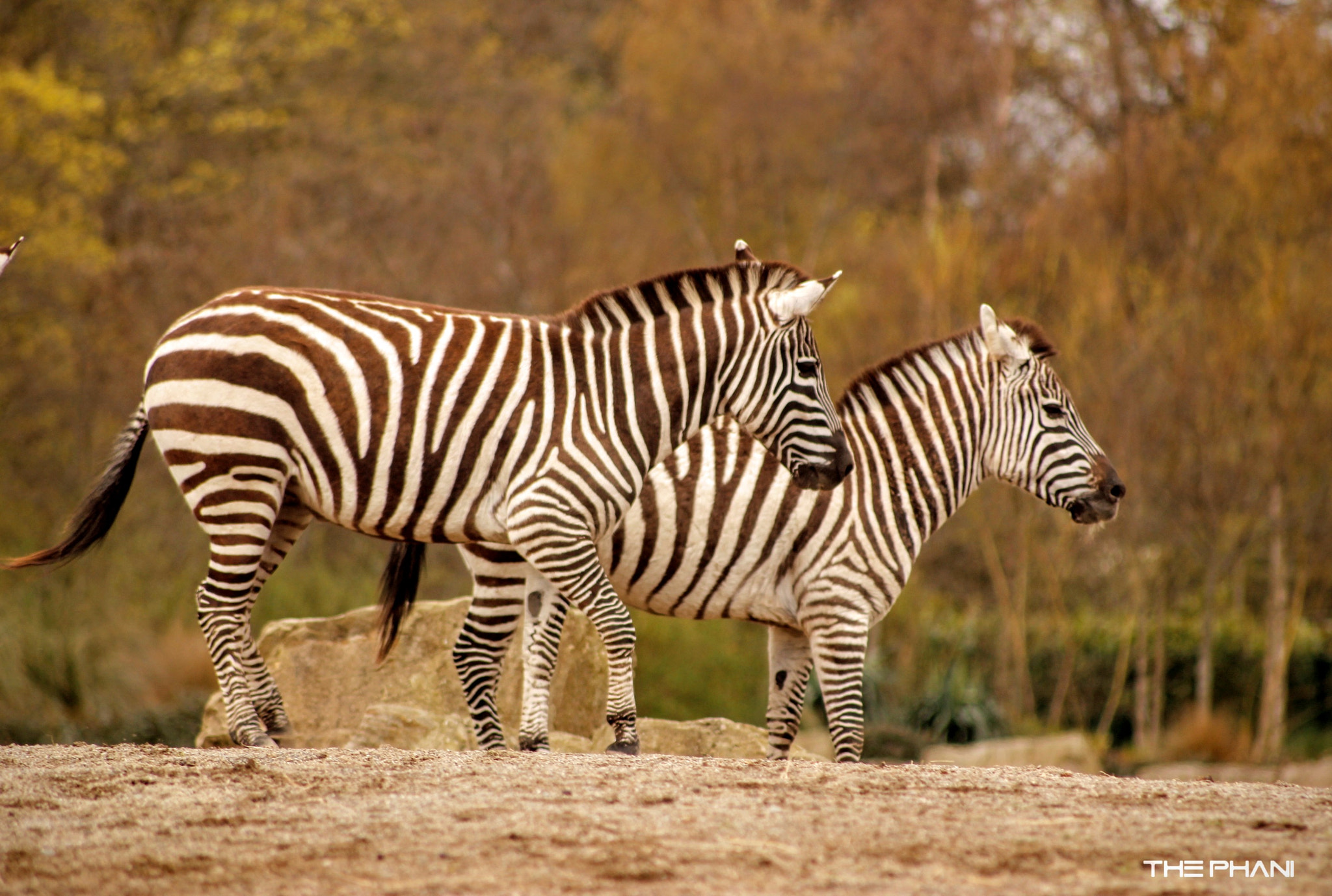 Canon EOS 600D (Rebel EOS T3i / EOS Kiss X5) + Canon 70-300mm sample photo. Zebra.jpg photography