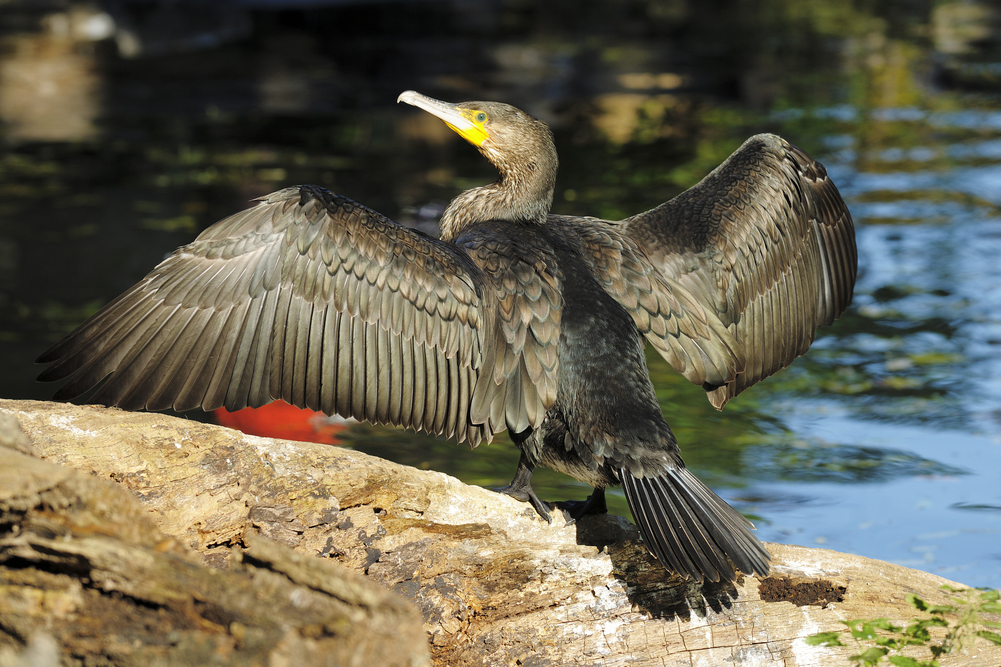 Nikon D3X sample photo. Ready for take off rw 33 photography