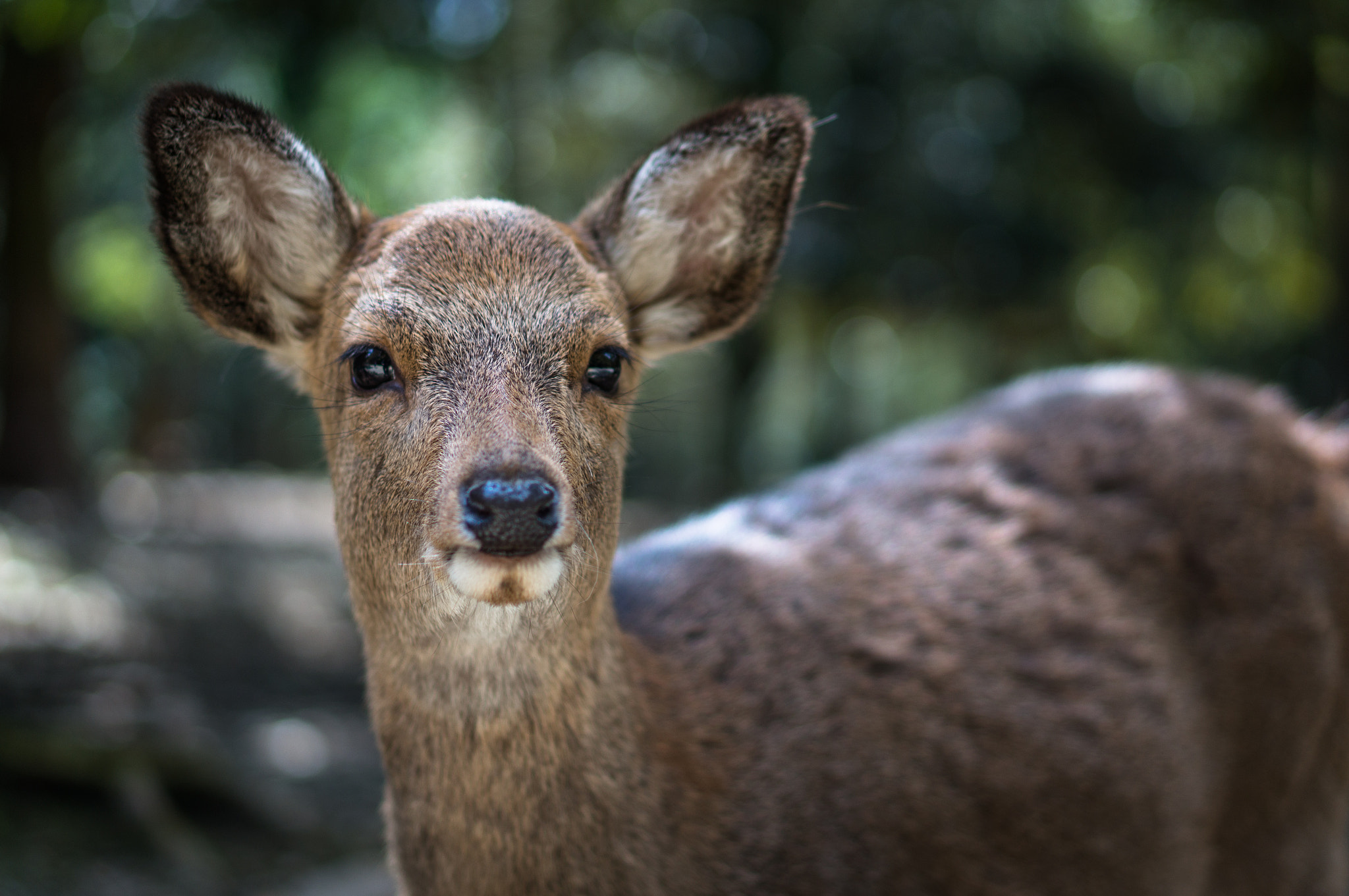 Sony Alpha NEX-5R + E 50mm F1.8 OSS sample photo. Gimme a deer cracker! photography