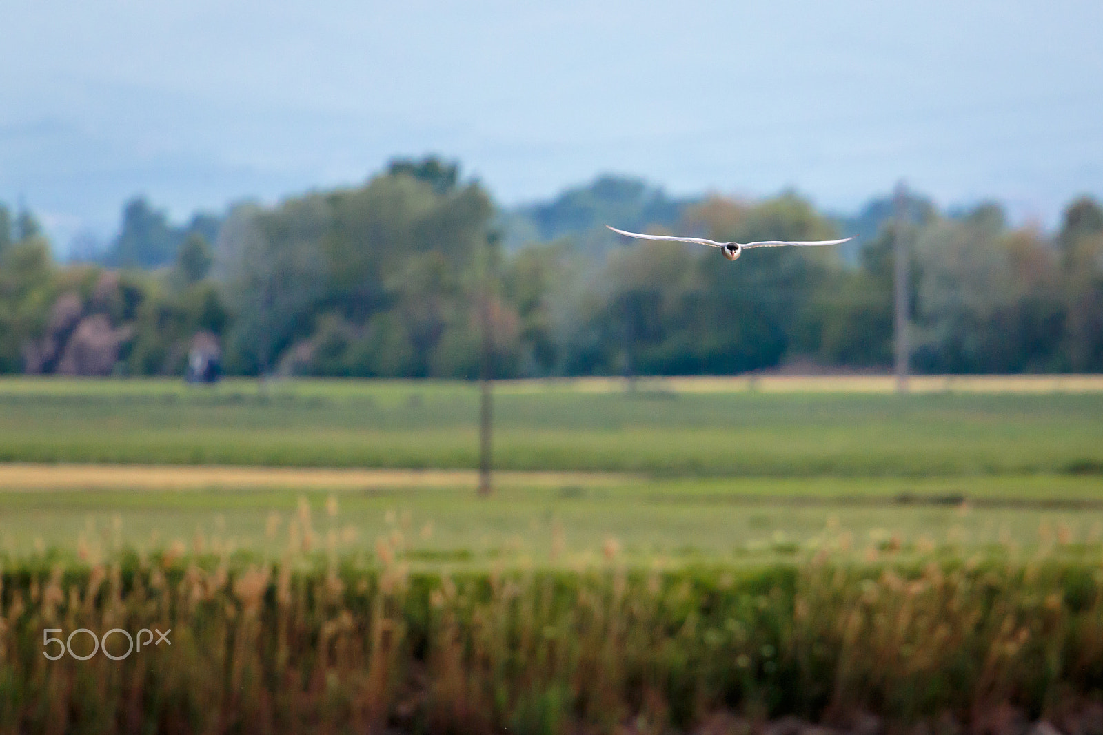 Canon EF 70-200mm F4L USM sample photo. I can fly photography