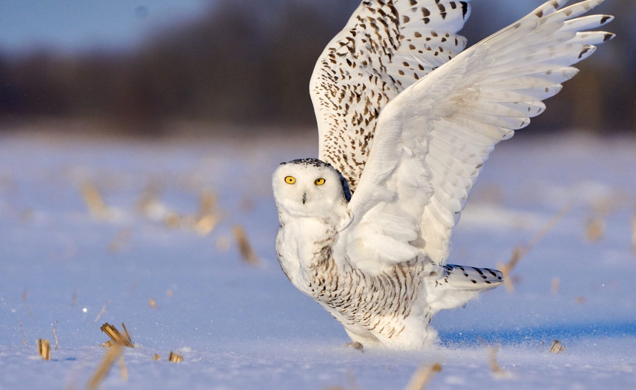 Sony ILCA-77M2 + Sony 70-400mm F4-5.6 G SSM II sample photo. Snowy owl, ottawa photography