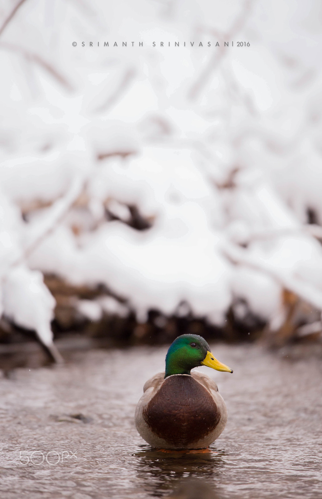 Nikon AF-S Nikkor 600mm F4G ED VR sample photo. Mallard photography