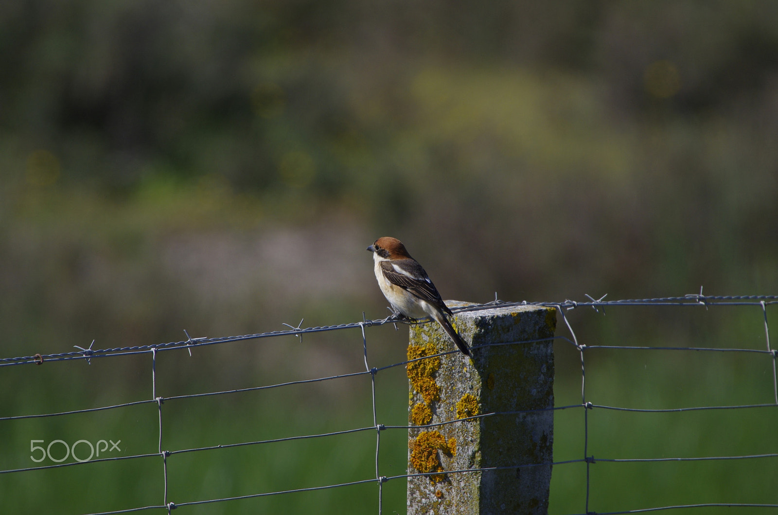 Sigma 50-500mm F4.5-6.3 DG OS HSM sample photo. Alcaudon comun photography