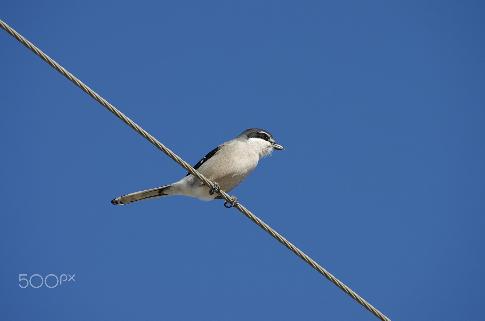 Sigma 50-500mm F4.5-6.3 DG OS HSM sample photo. Alcaudon real photography