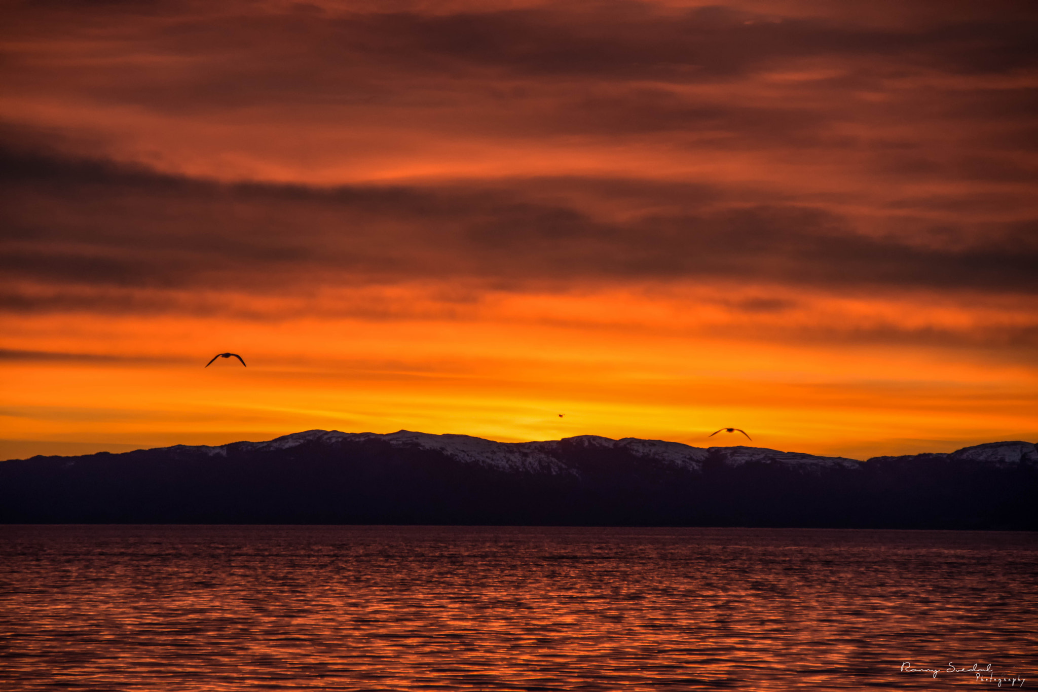 Sigma 18-200mm F3.5-6.3 DC OS HSM sample photo. Birds sunset photography