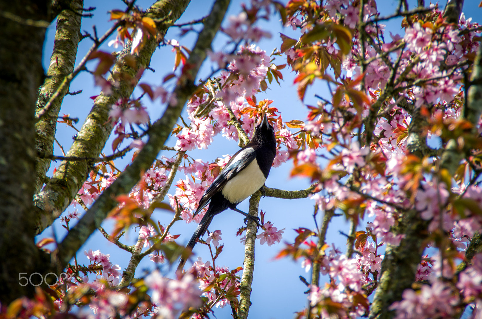 Pentax K-500 sample photo. Early bird photography