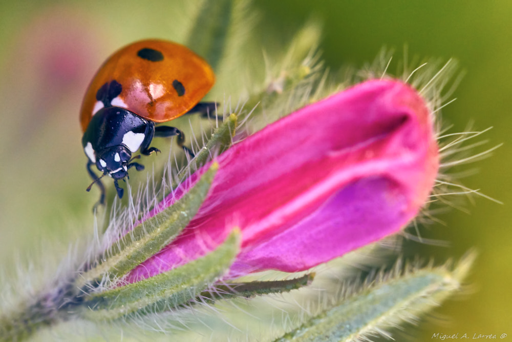 Sony ILCA-77M2 sample photo. Ladybug photography