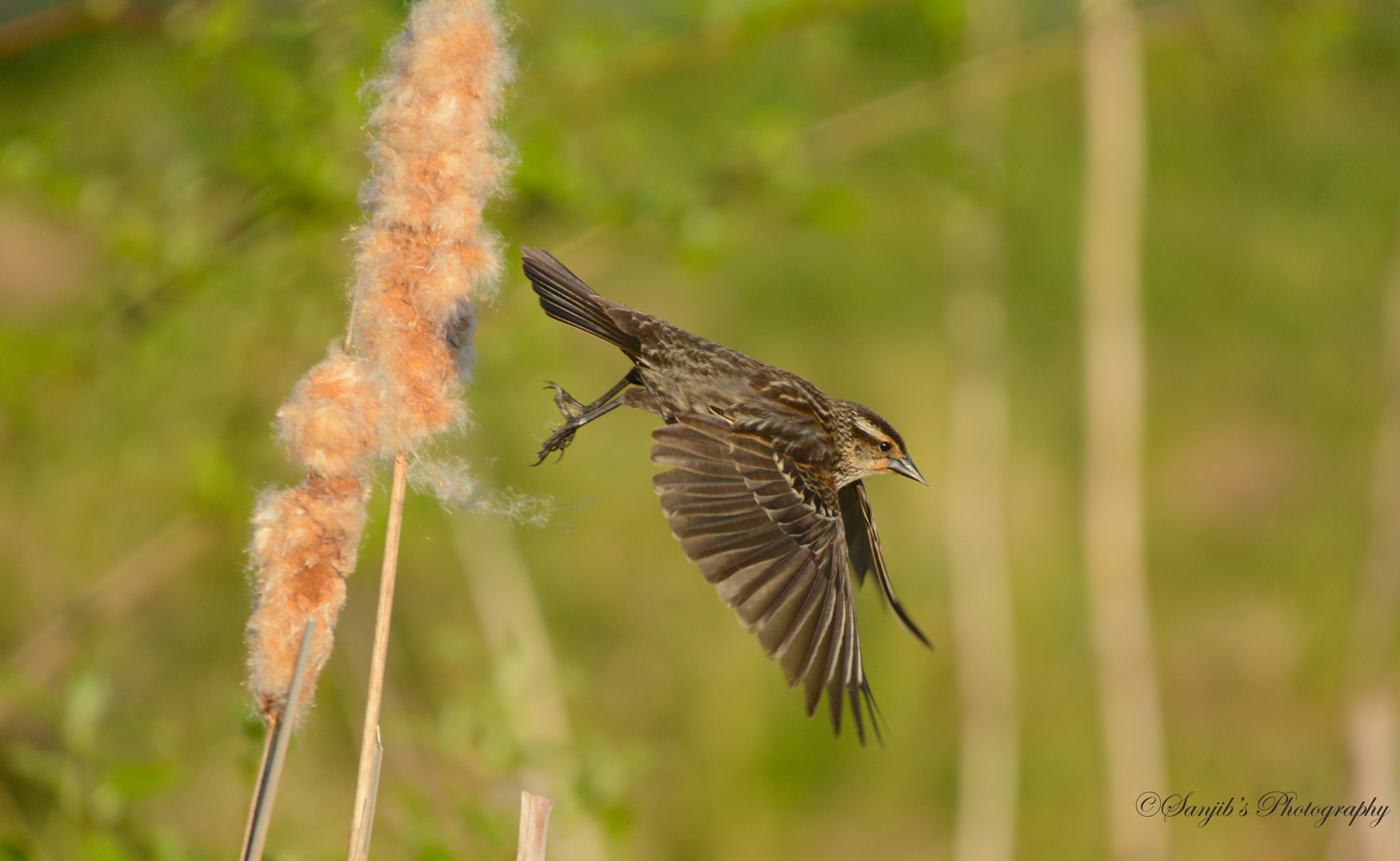 Sigma 17-70mm F2.8-4 DC Macro OS HSM | C sample photo. A bird photography