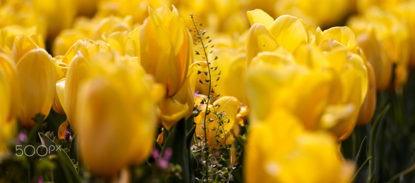 Canon EOS 550D (EOS Rebel T2i / EOS Kiss X4) sample photo. Tower between tulips photography