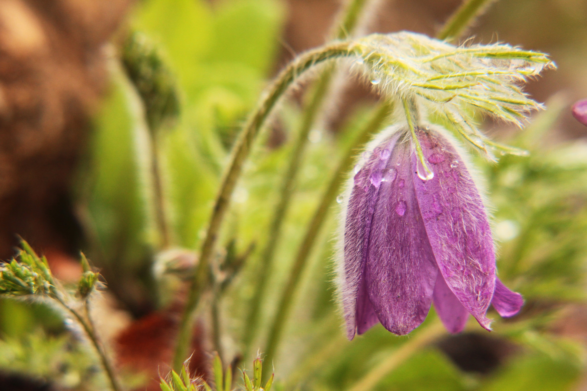 Canon EF-S 55-250mm F4-5.6 IS II sample photo. A touch of rain photography