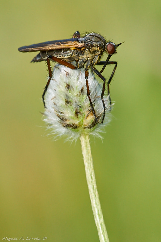 Sony ILCA-77M2 sample photo. Empis photography