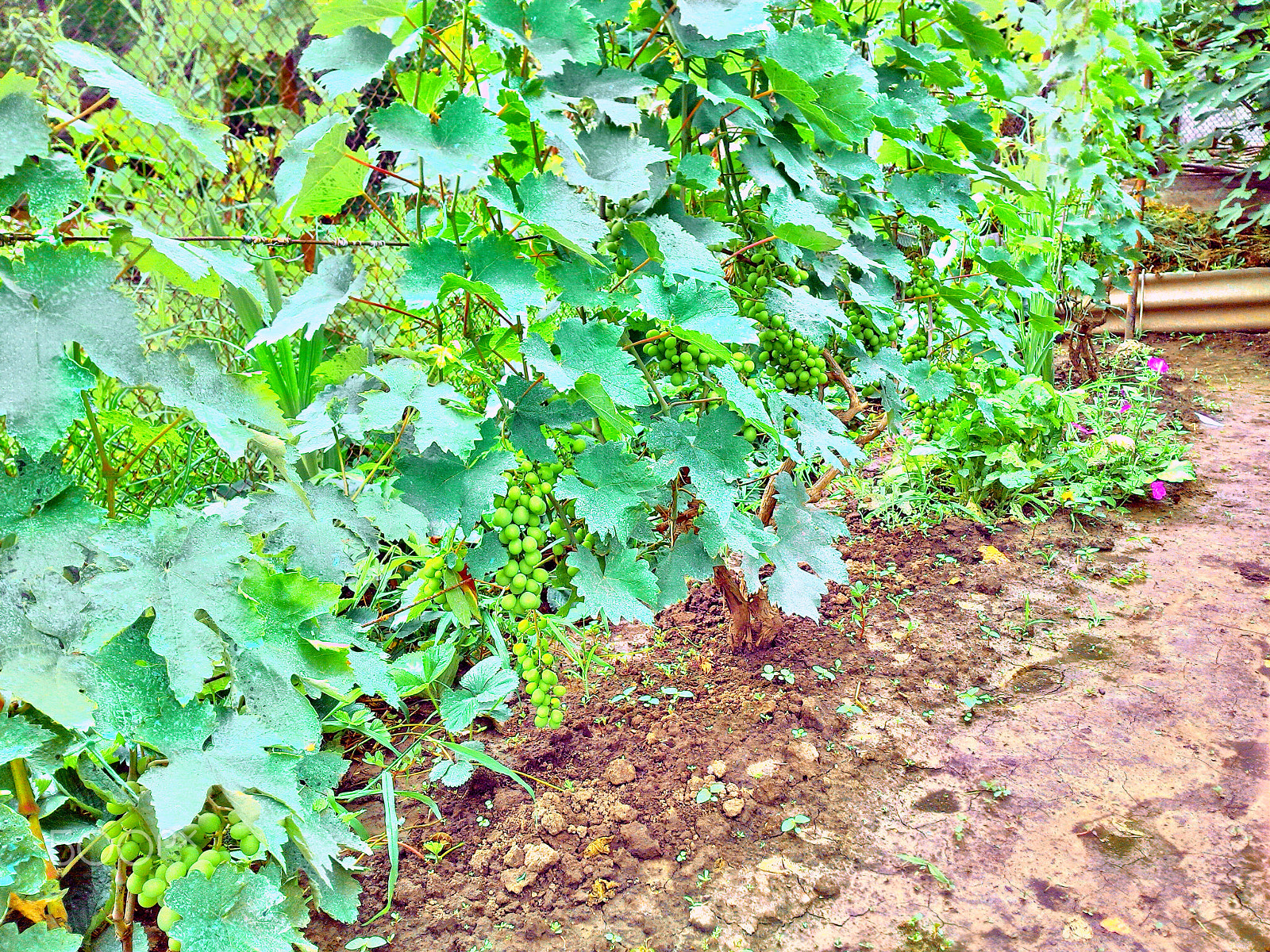 ASUS T00G sample photo. Дача, виноградник photography