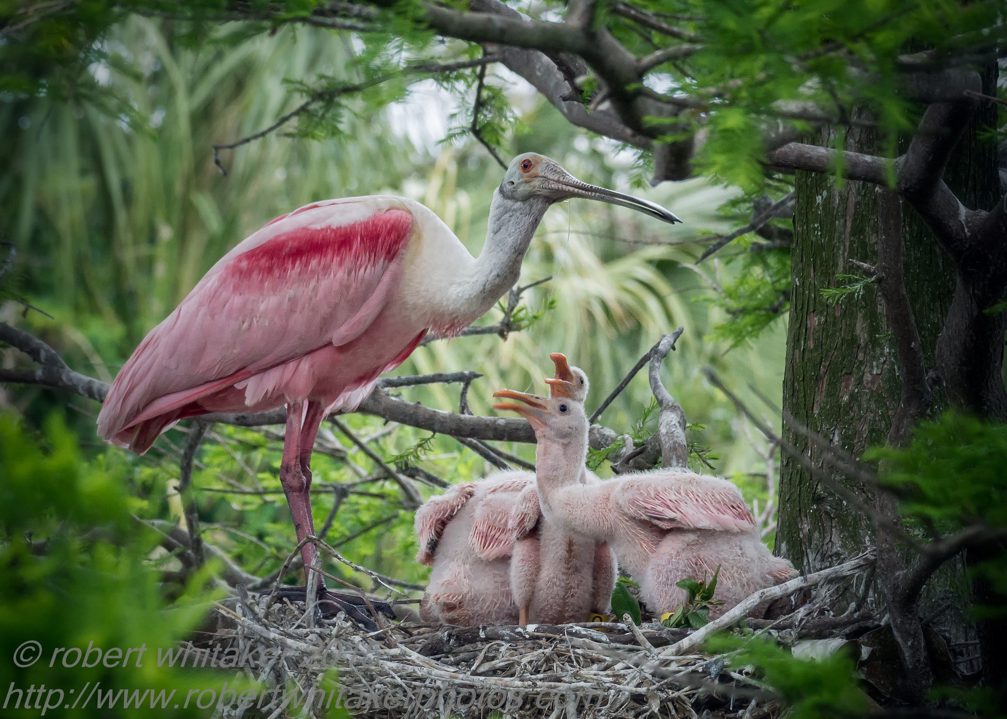 Nikon 1 Nikkor VR 70-300mm F4.5-5.6 sample photo. Ever vigilant mom - roseate spoonbill photography