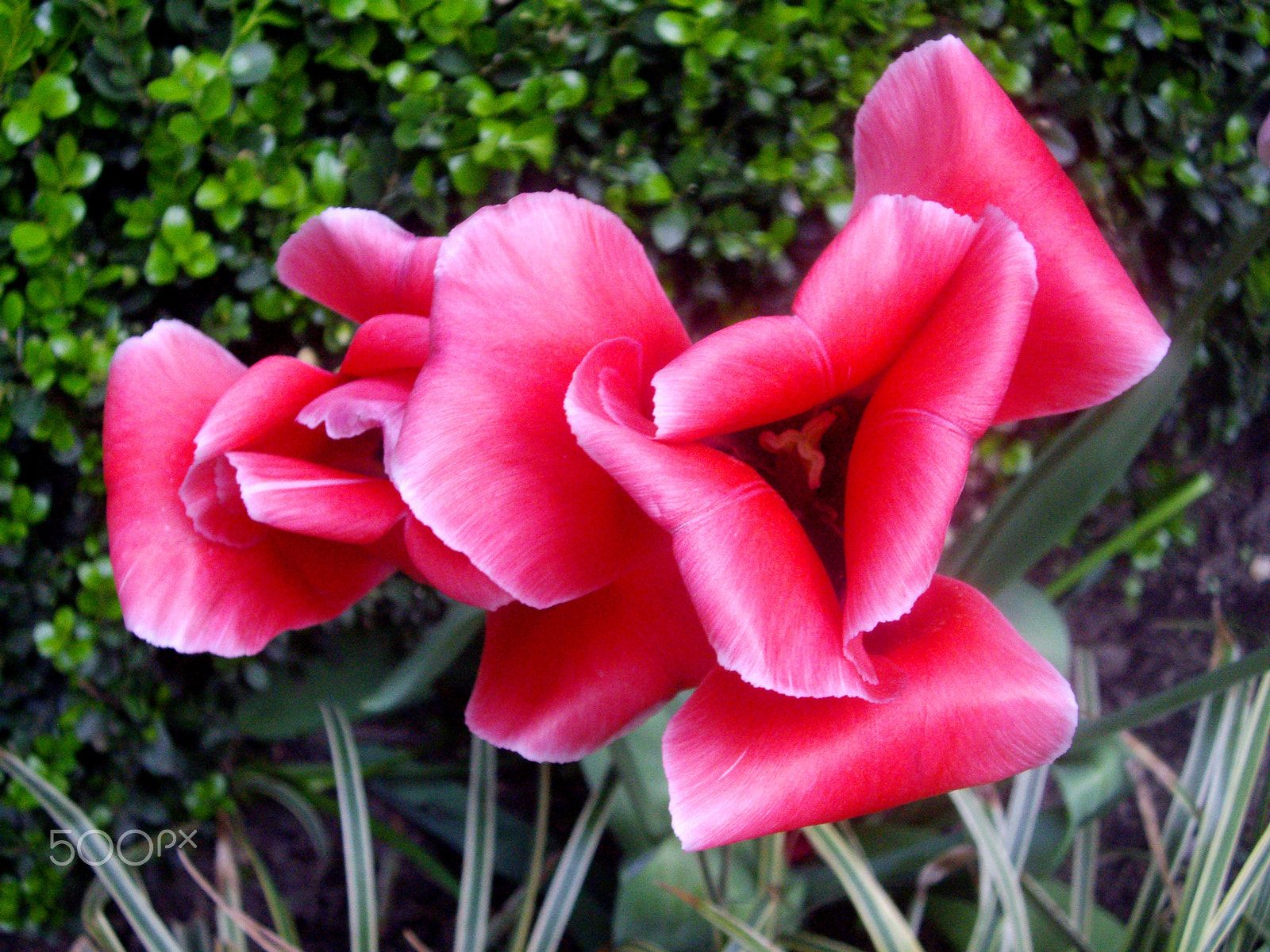 Pentax OPTIO A30 sample photo. Curlyme photography