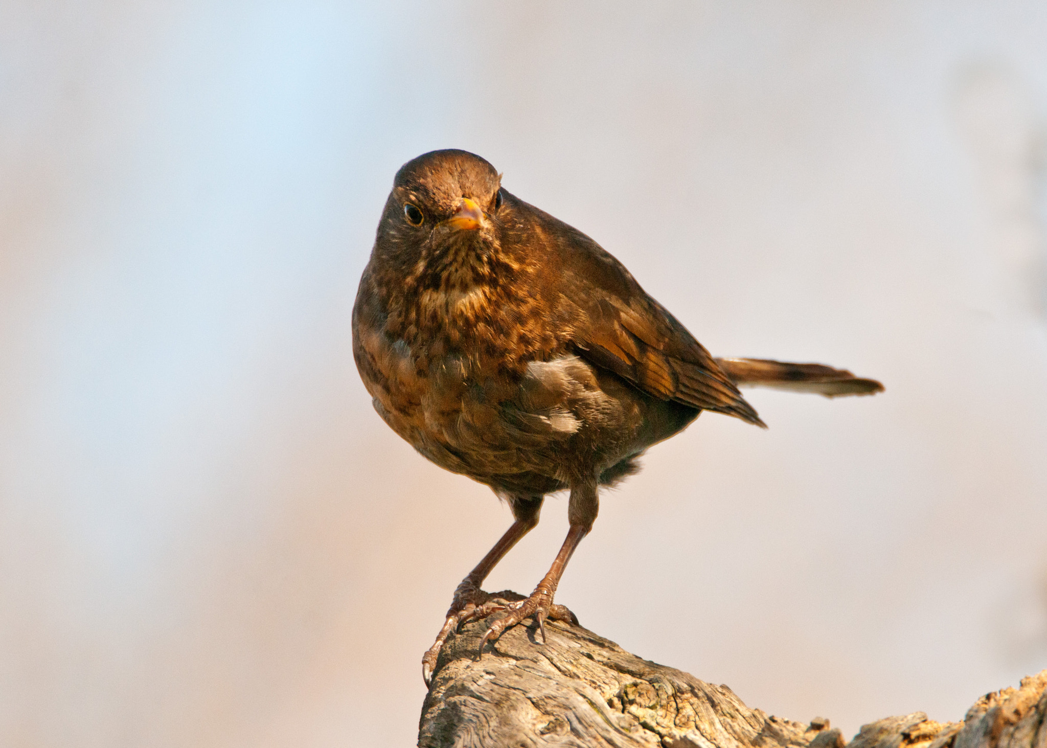 Nikon D300S sample photo. Blackbird (female) photography