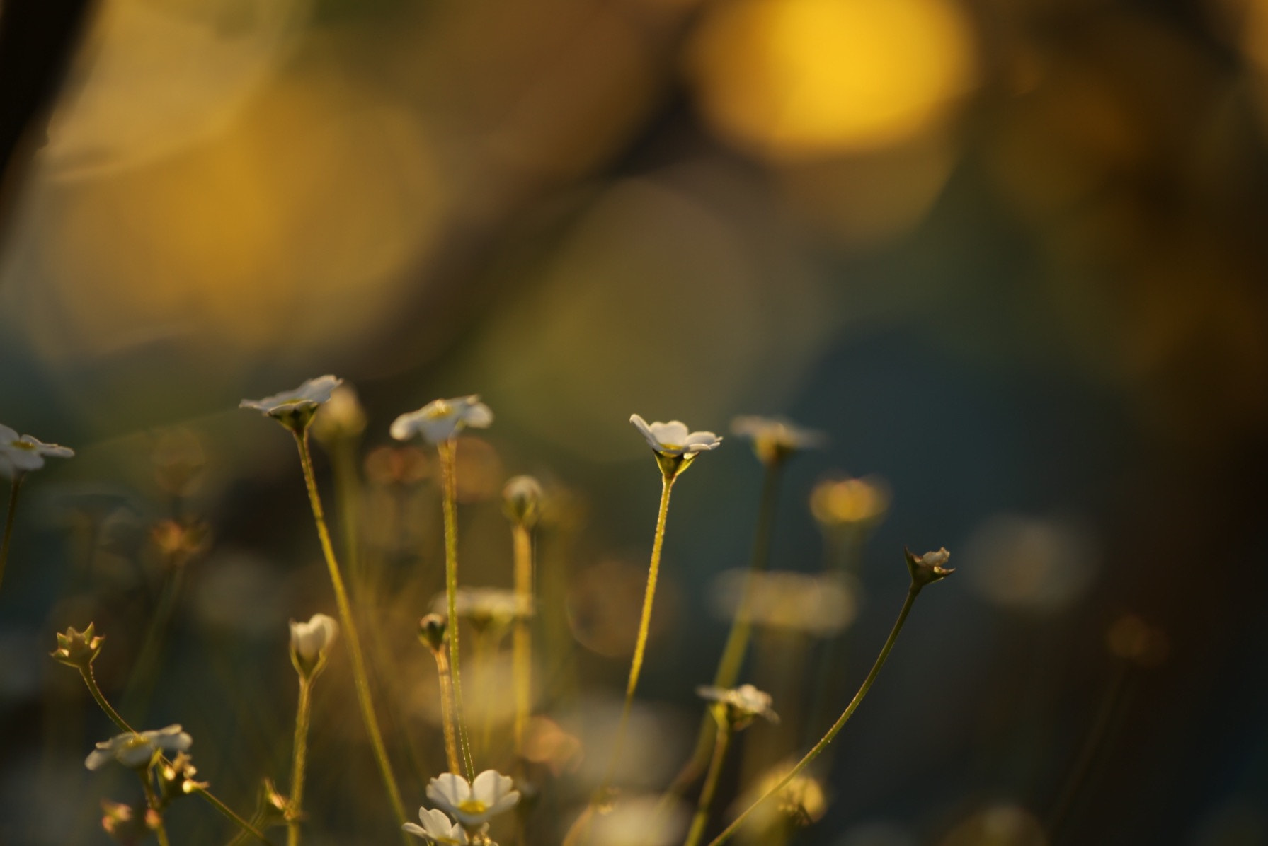 Canon EF 180mm F3.5L Macro USM sample photo