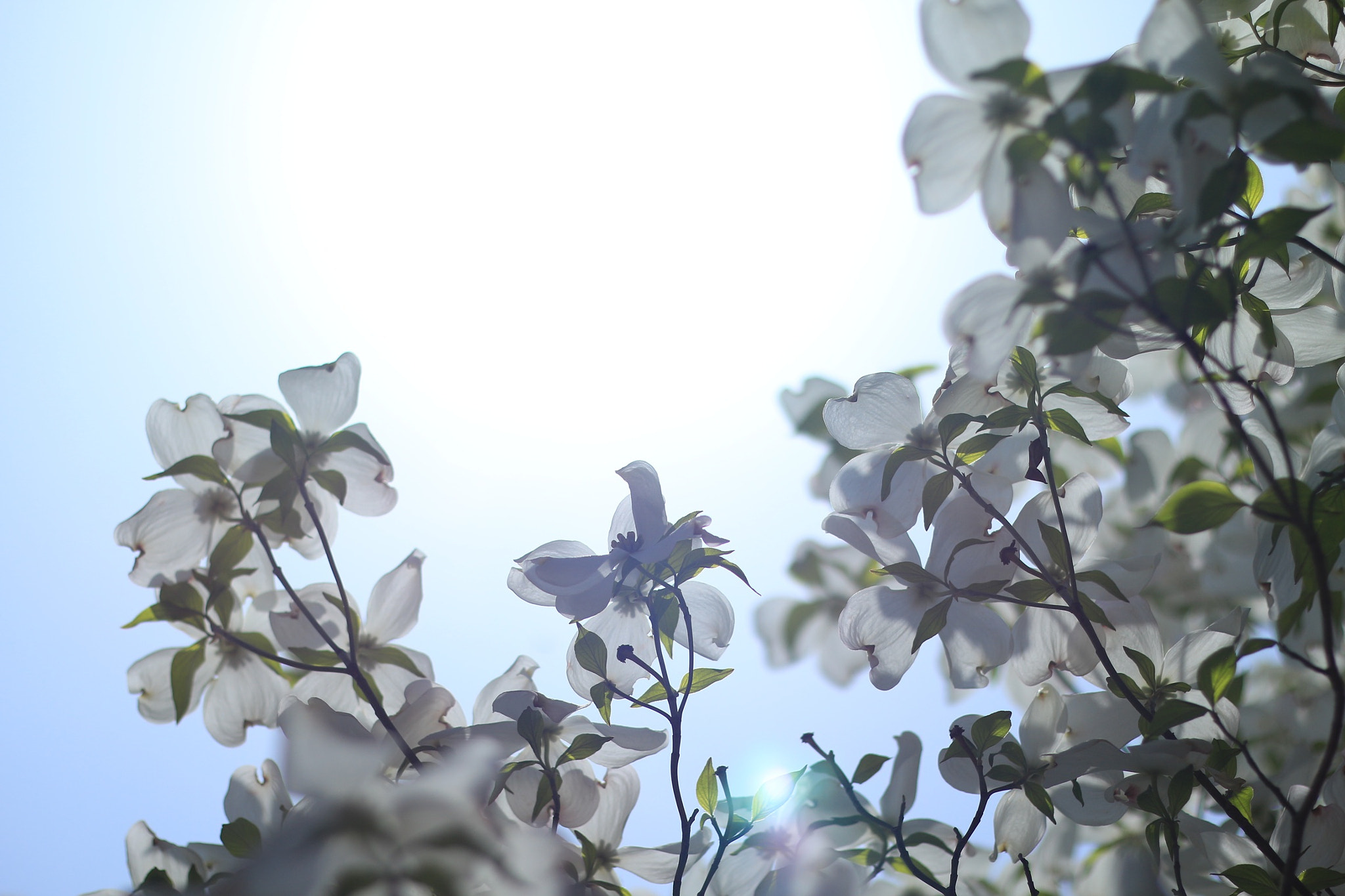 Canon EOS M + Canon EF 50mm F1.8 STM sample photo. Hanamizuki photography