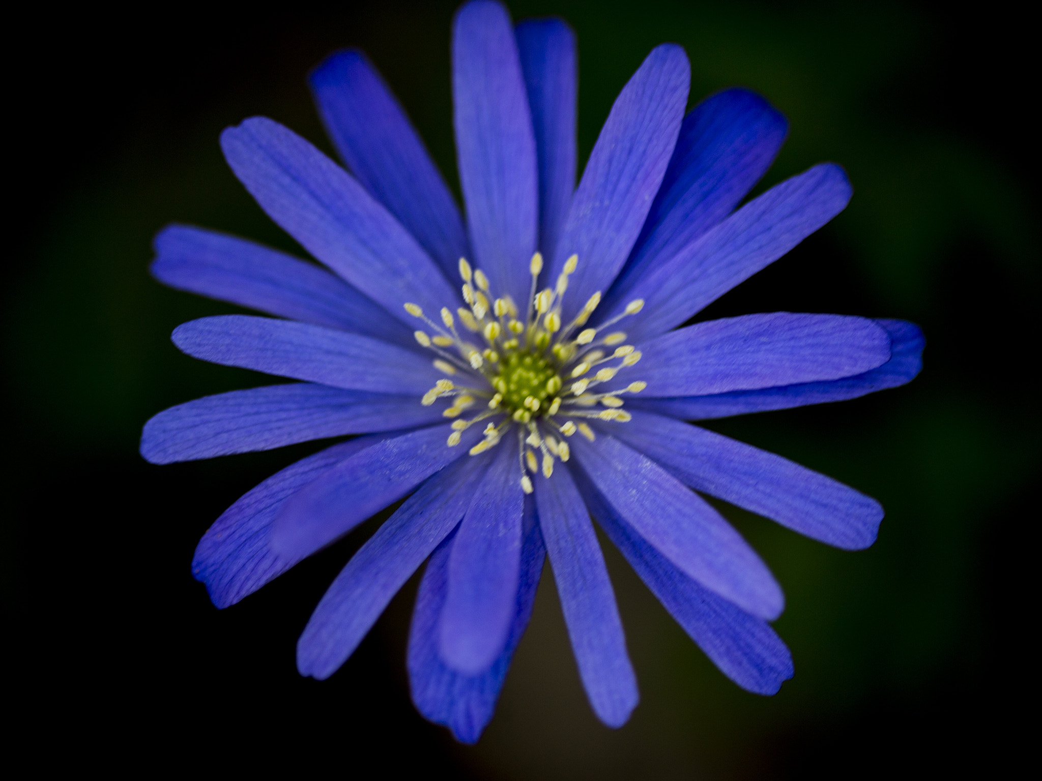 Canon EOS 6D + Canon EF 70-210mm f/4 sample photo. Blue flower photography