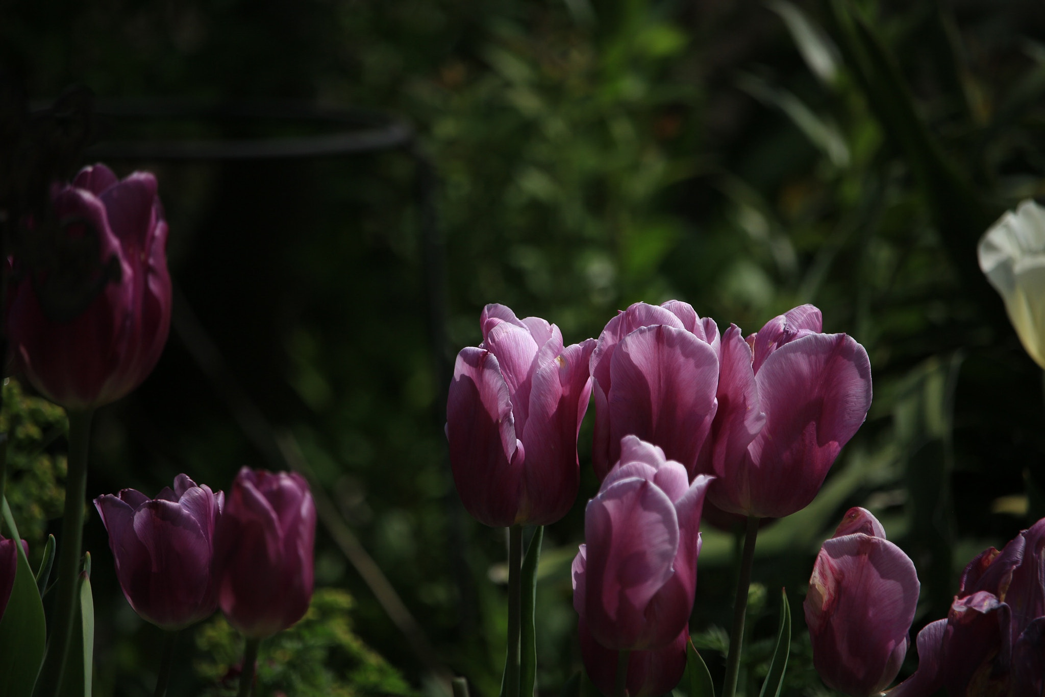 Canon EOS M + Canon EF-S 55-250mm F4-5.6 IS STM sample photo. Tulip photography