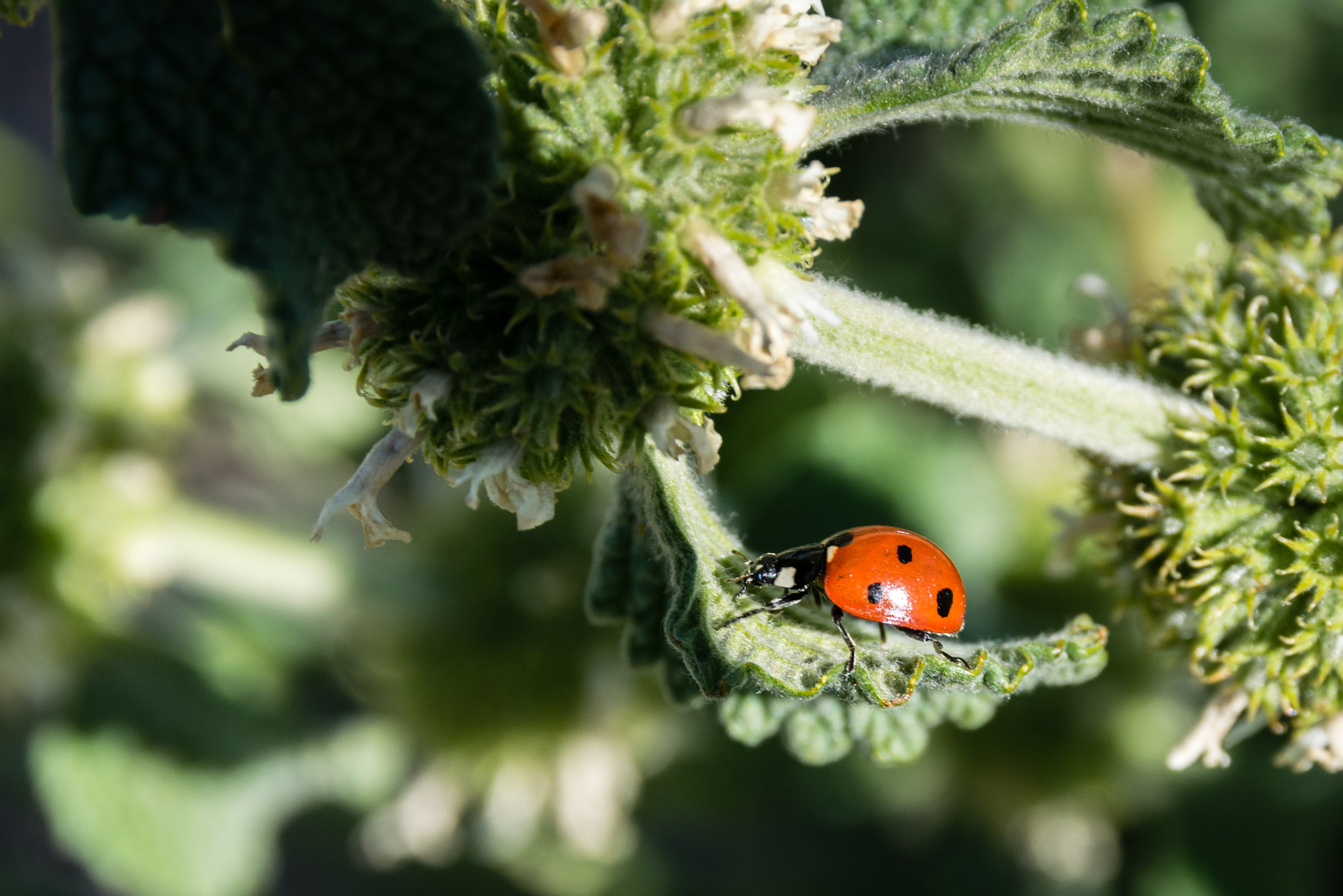 Nikon D3300 + Sigma 17-70mm F2.8-4 DC Macro OS HSM | C sample photo. Ladybug hammock photography