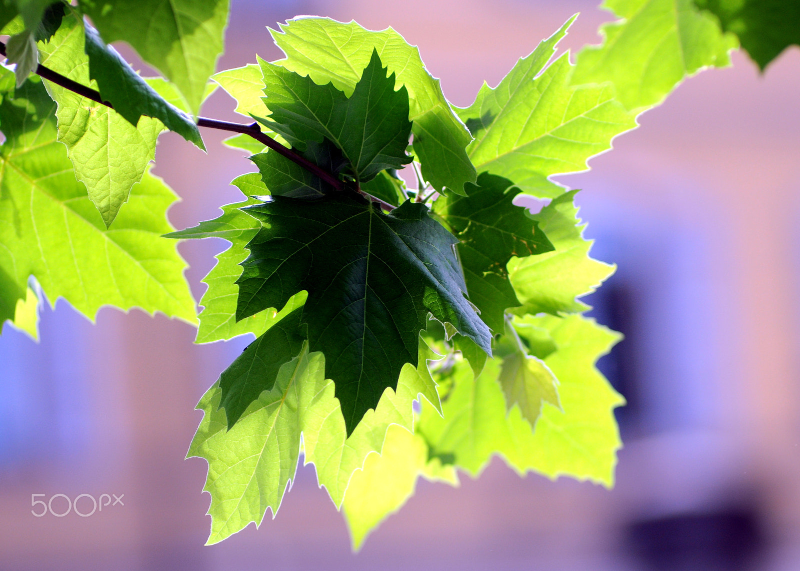 Nikon D90 + AF Nikkor 180mm f/2.8 IF-ED sample photo. Fifty shades of green photography