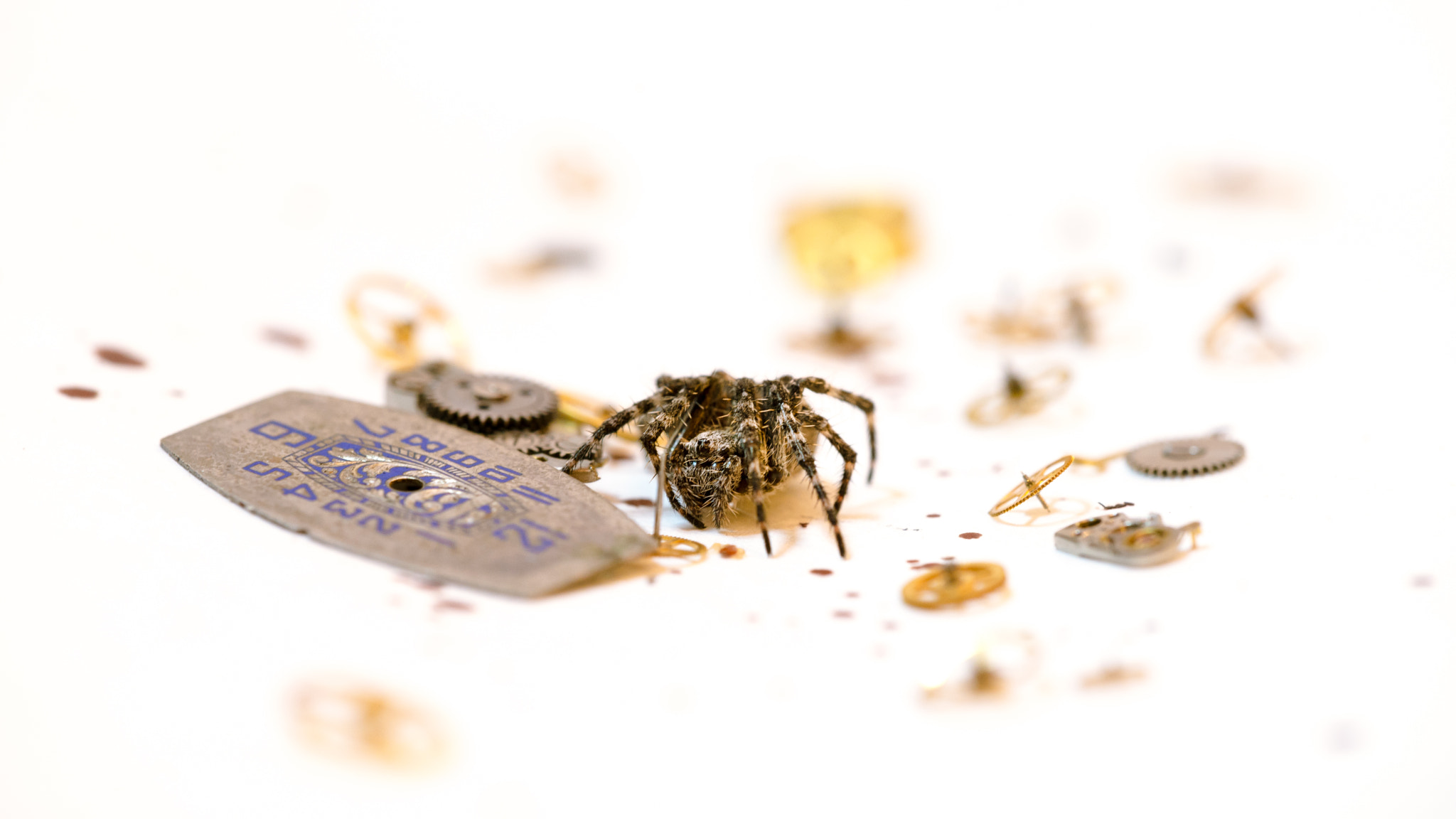 Sigma 150mm F2.8 EX DG Macro HSM sample photo. Spider photography